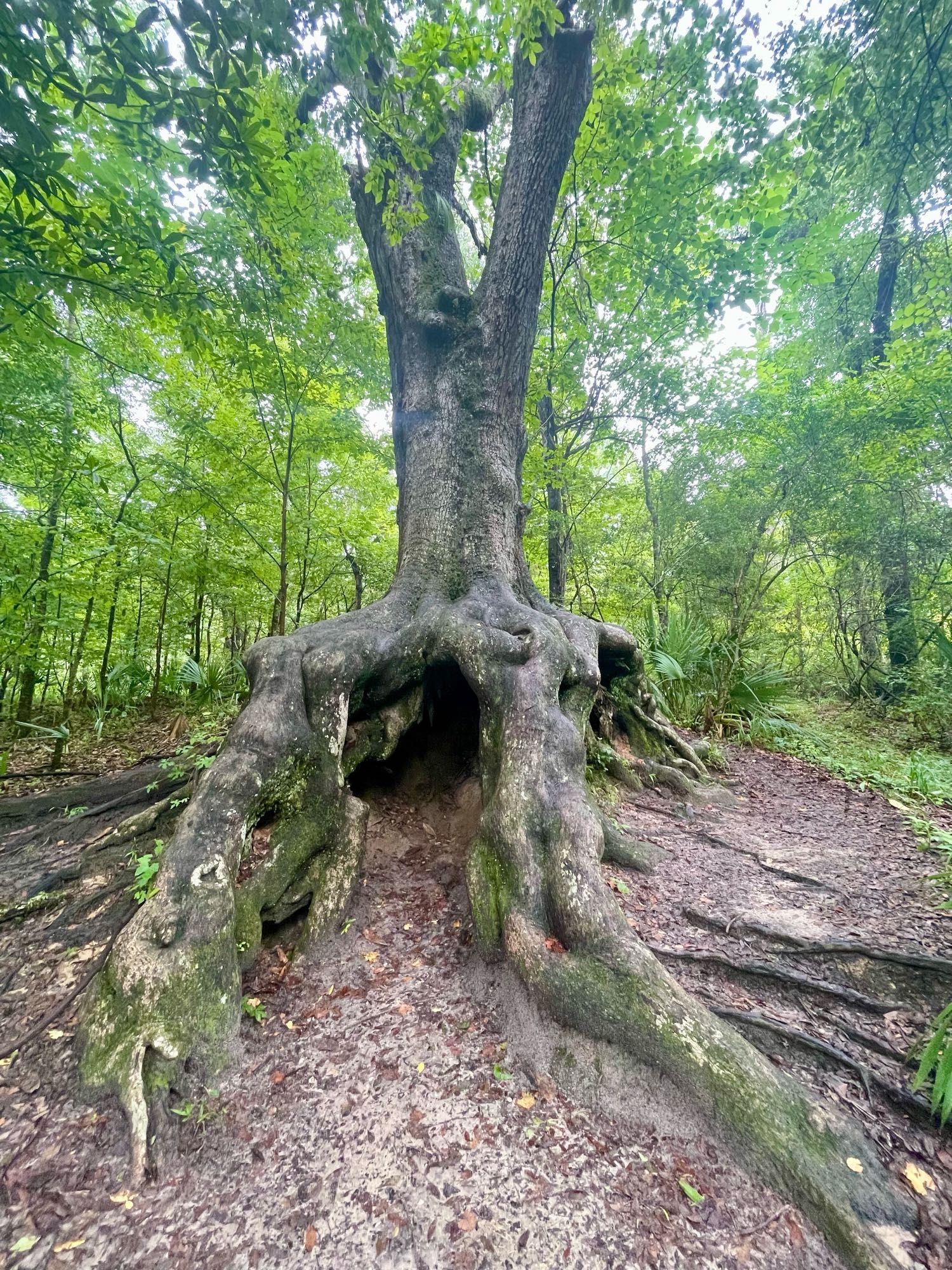 Huge old southern liveoak (I think) in a wooded area near the coastline. The sandy soil around the roots has eroded over the years exposing gigantic gnarled roots and a hollow space under the tree large enough for an adult to stand up in