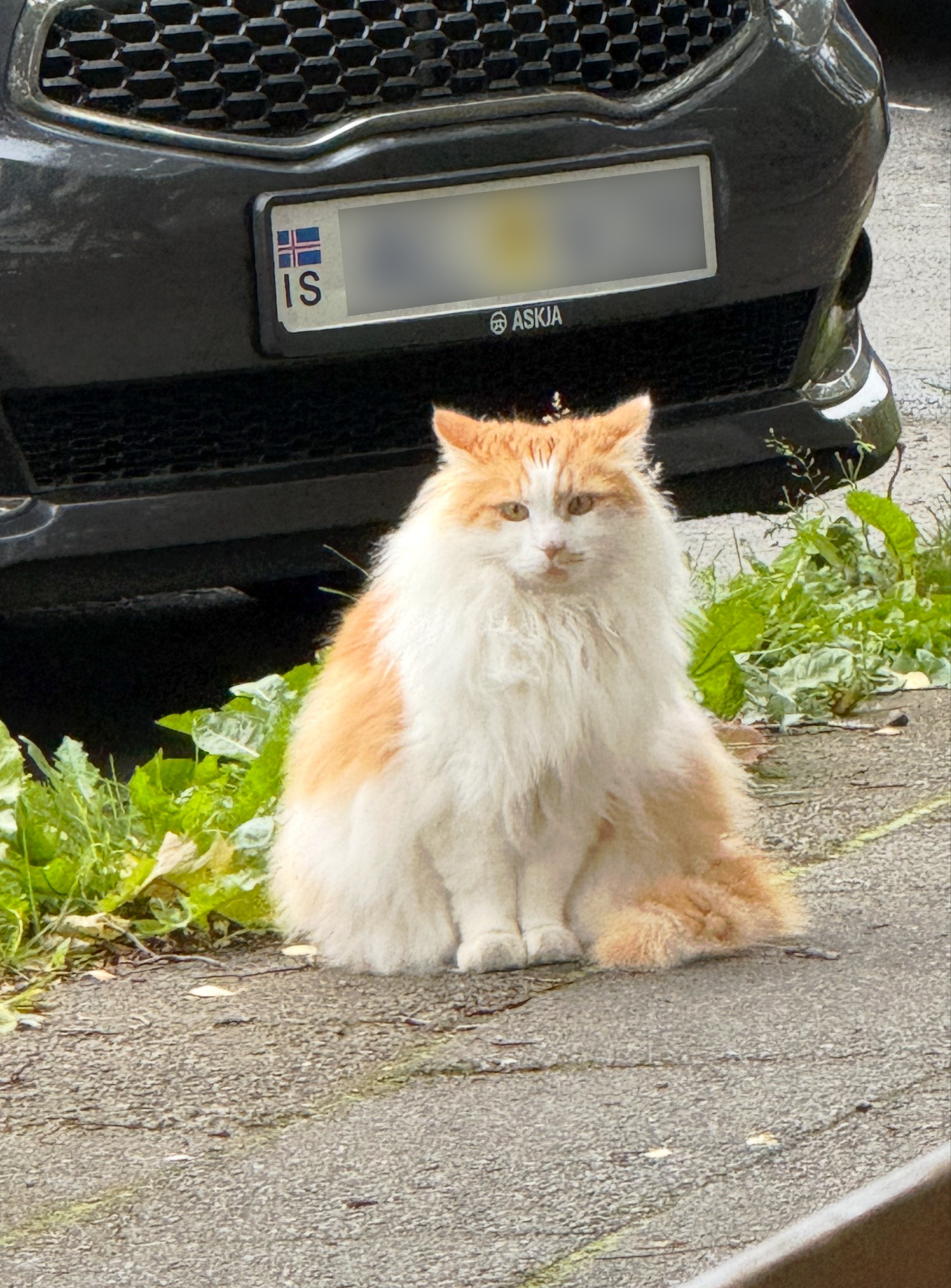 A very fluffy orange and white cat sitting on a gray sidewalk in front of a car. The cat is doing airplane ears (in response to a dog barking nearby). Its overall shape is of a triangle with rounded corners. Flawless.