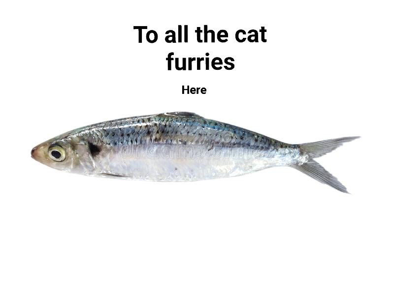 Picture of a fish with the caption “to all the cat furries, here”