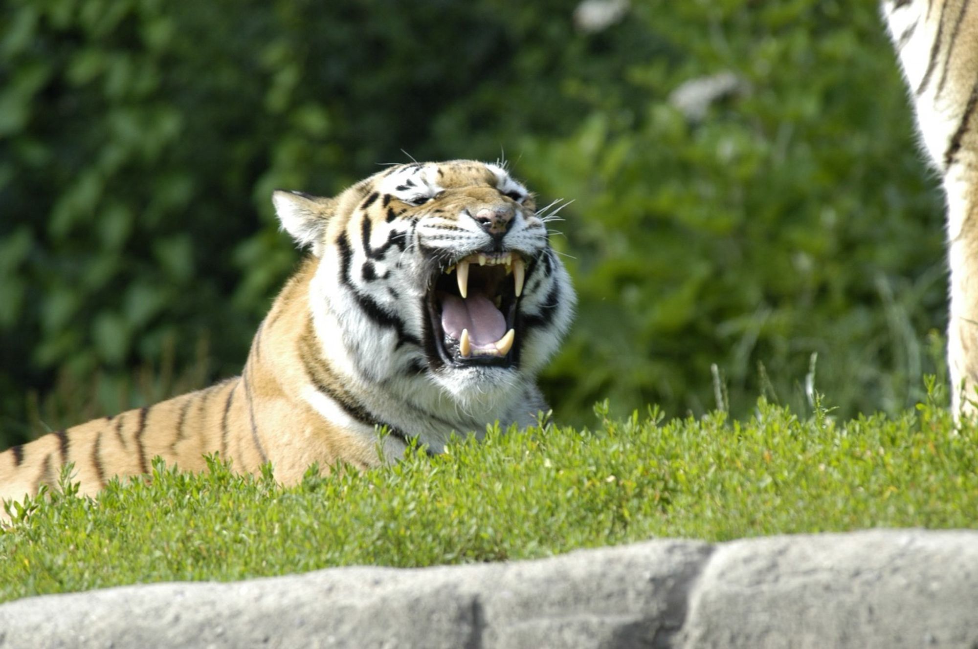 Tiger vom Tierpark Hagenbeck im richtigen Moment fotografiert.