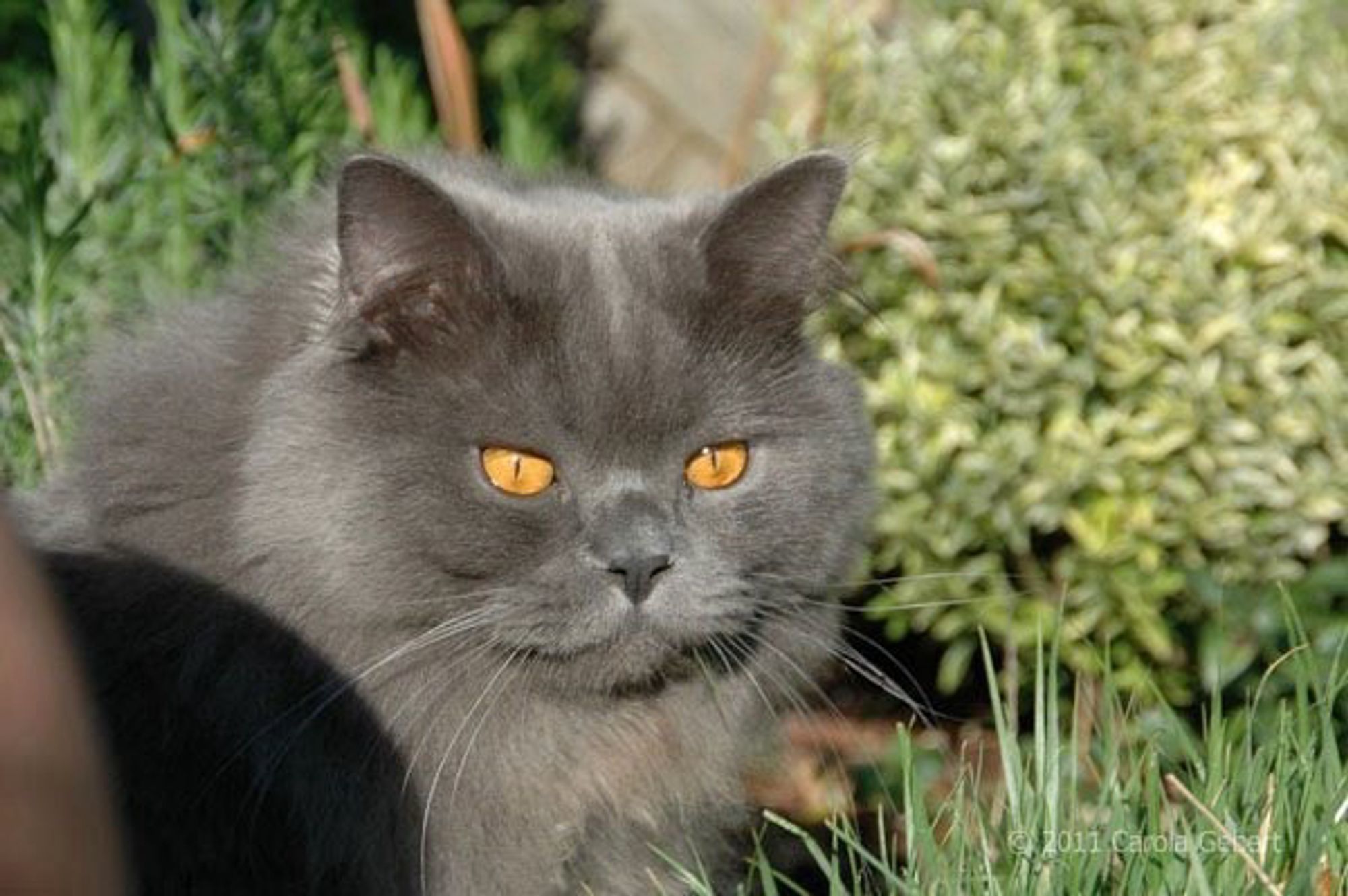 Unser Britisch Langhaarkater Floyd (RIP) im Garten.