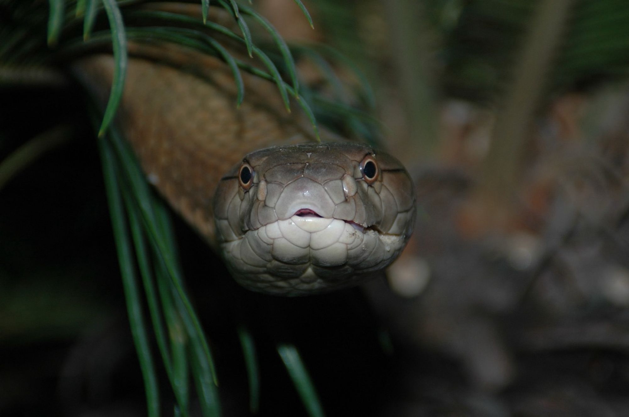 Sag der Königskobra Guten Tag. 🐍 Diesen Schnappschuss habe ich im Tropen Aquarium Hagenbeck gemacht 😍 