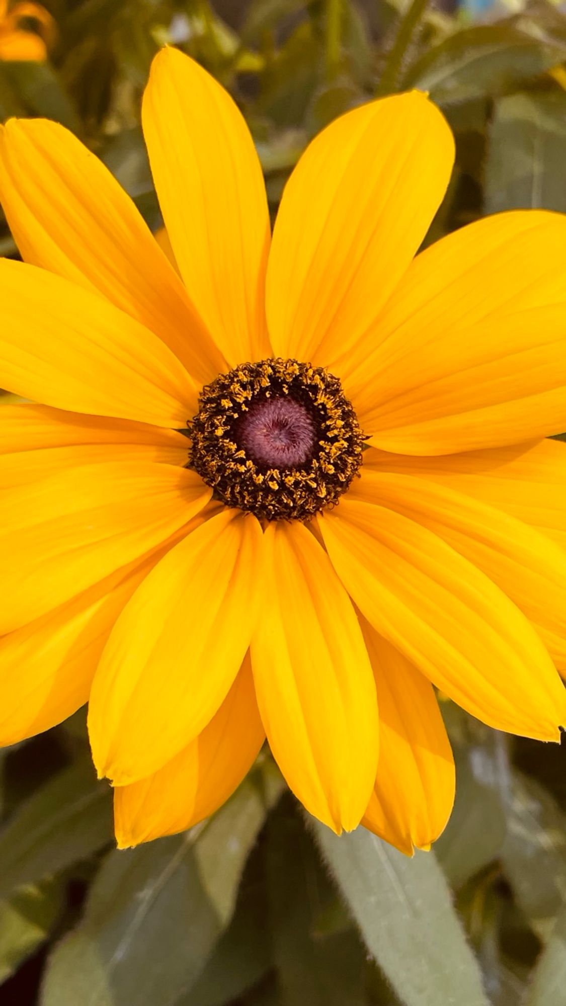 Blüte vom Sonnenhut.