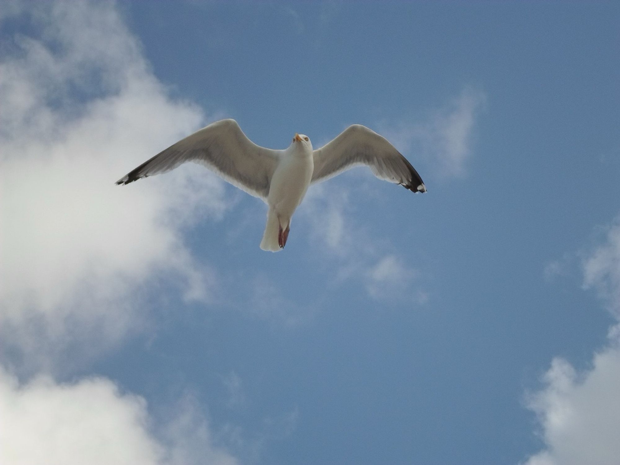 Möwe am fast blauen Himmel. Mit einem Auge schaut sie uns an. 