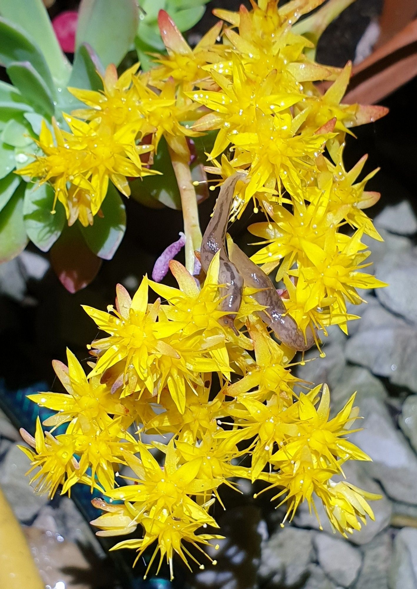 Bright yellow spray of succulent flowers against a gravel background with three small brown slugs on them.