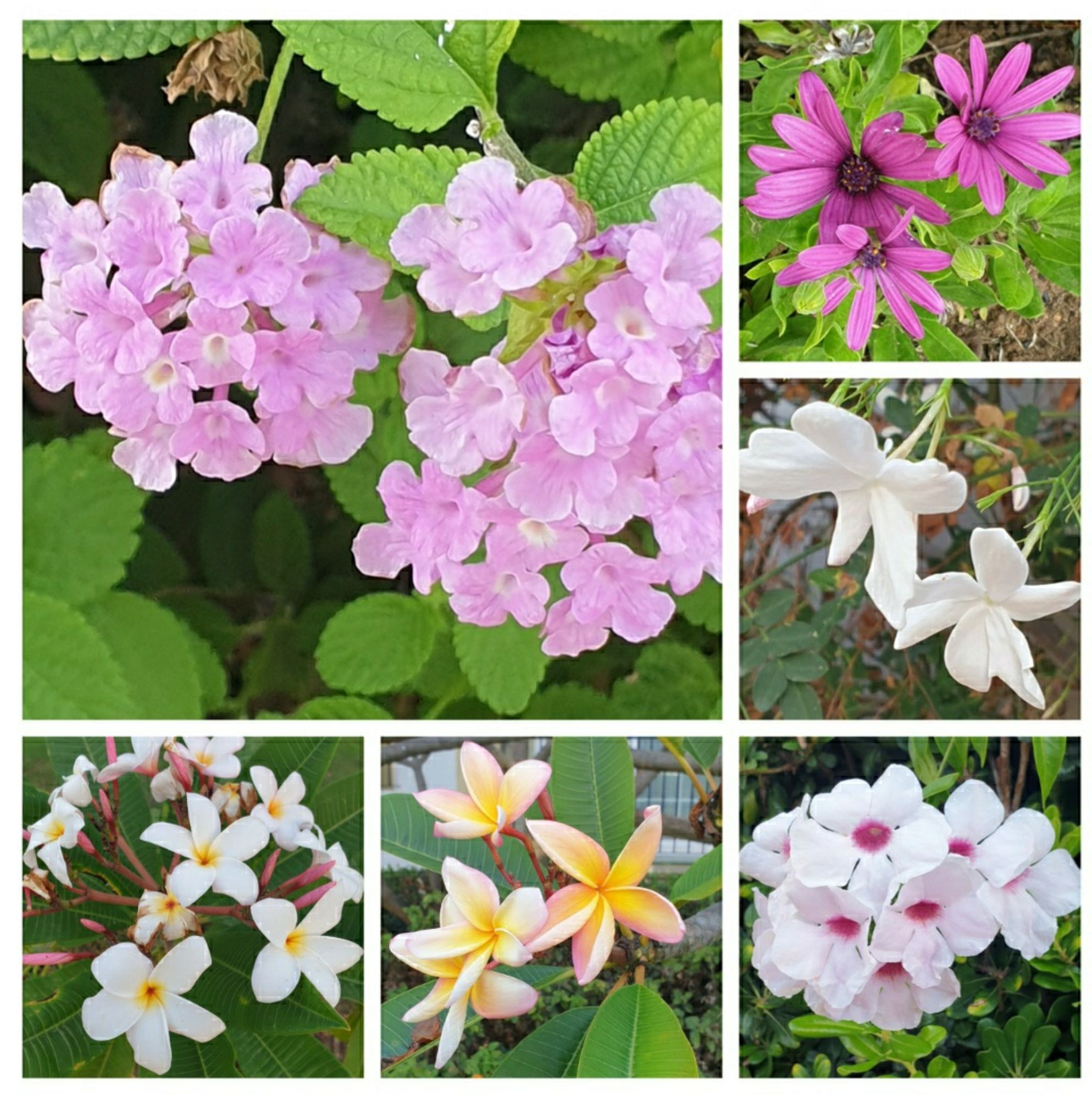 Left to right, plumbago ( it is mauve), cape rain daisies  and jasmine. The bottom three are waxy tropical looking flowers on glossy green foliage in pinks, whites and yellows.