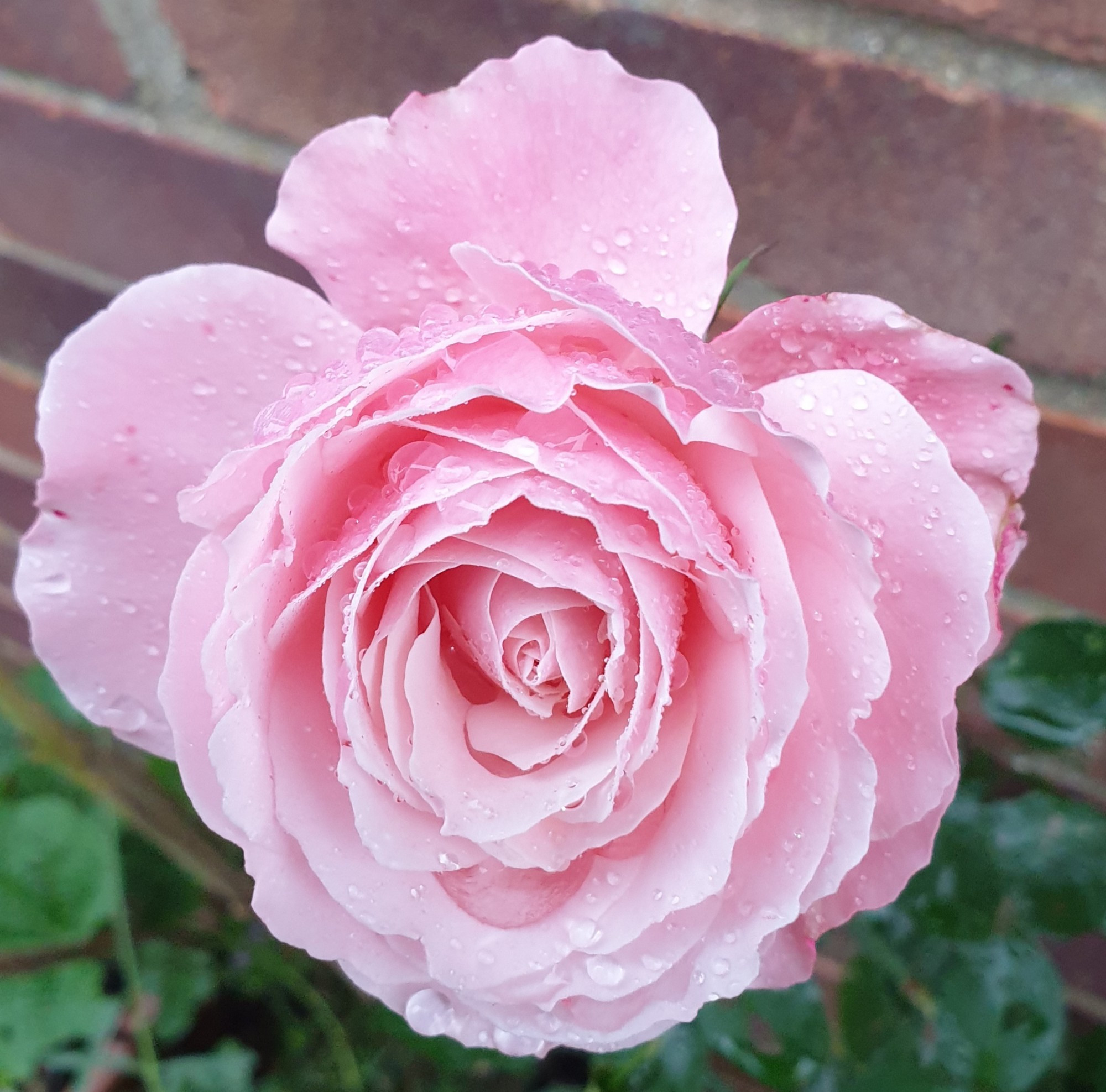 Fully open pink rose with rai drops against a red brick wall. The variety is Sexy Rexy. I have had it for at least 30 years