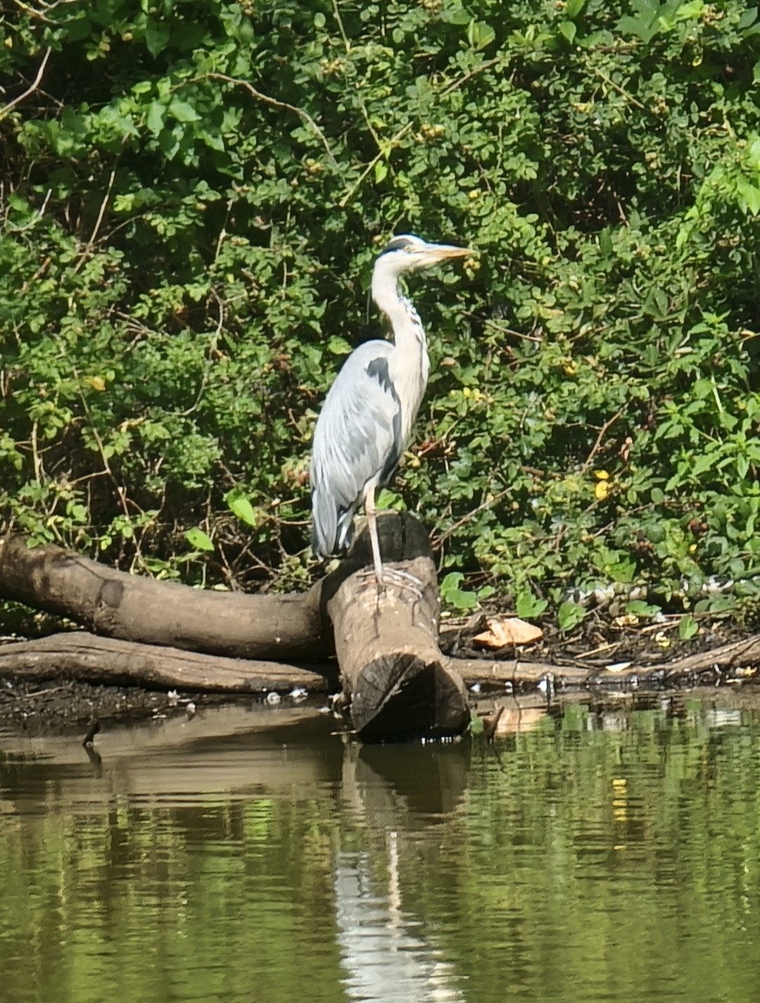 Tall grey heron on a log at the edge of the pond