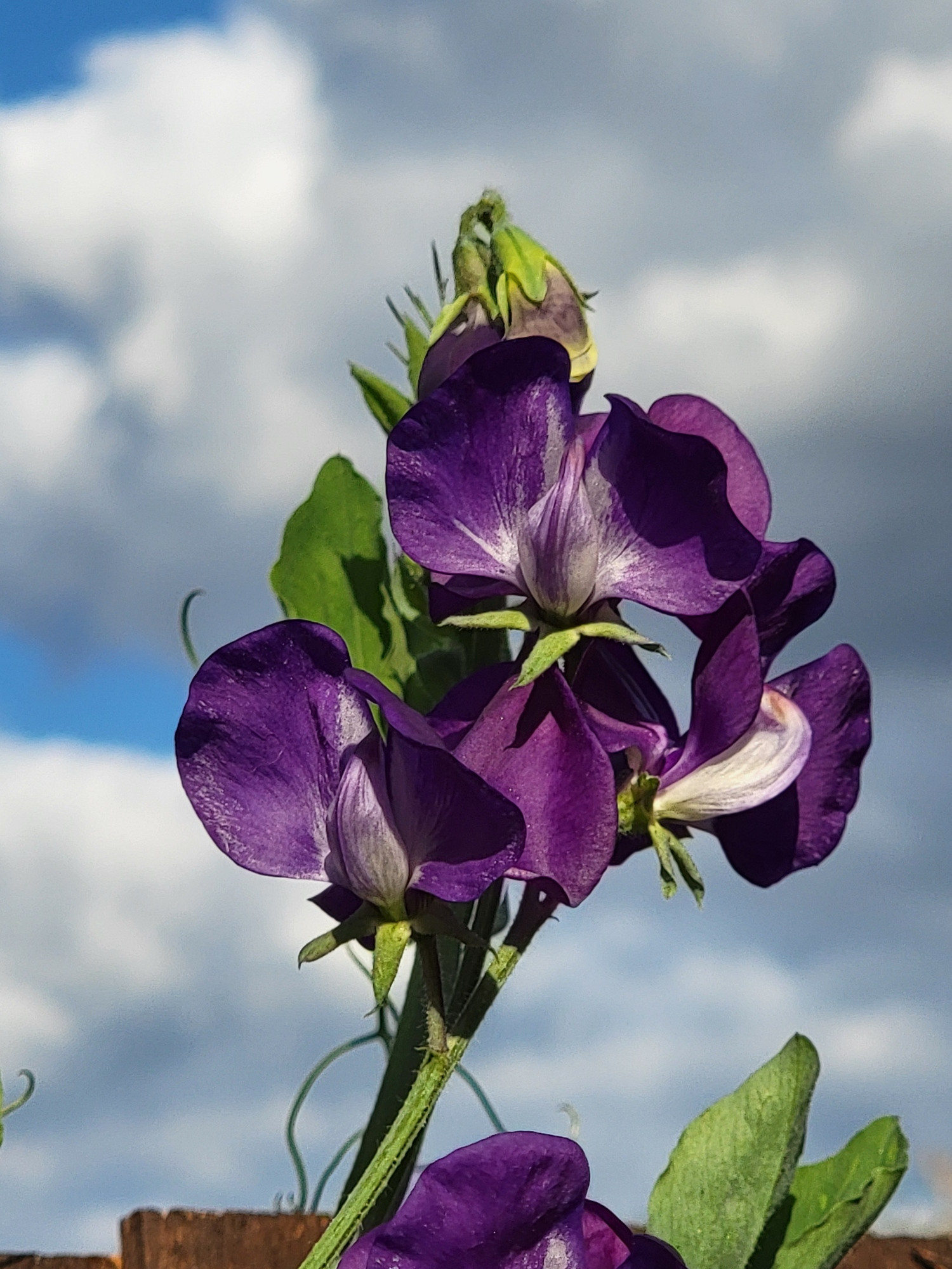 Purple sweet peas flowers in front of a cloudy sky