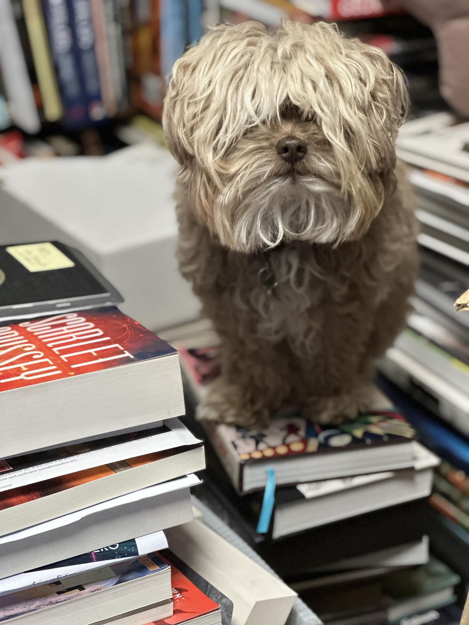 Photo of a small dog (Toto) sitting on a pile of books in our office. He is staring at the camera very demurely. 