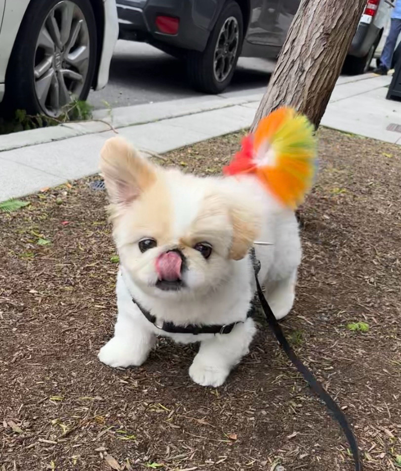 a white pekingese dog outside in a windstorm. his right ear and rainbow tail are blowing back in the wind. his tongue is out and touching his nose.