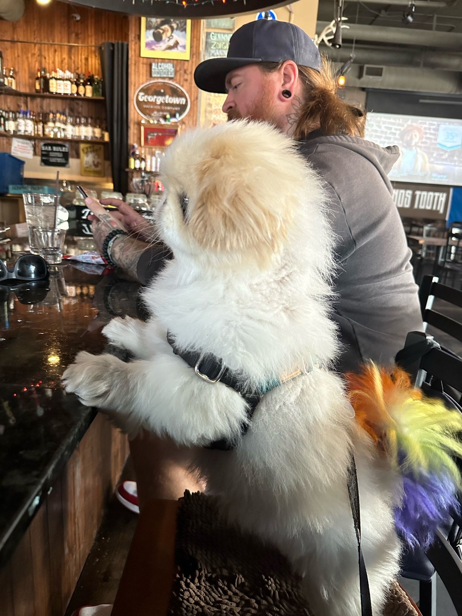 a white pekingese dog with a rainbow tail standing with his hind legs on a barstool and his paws on the bartop, politely requesting a beverage from the barkeep