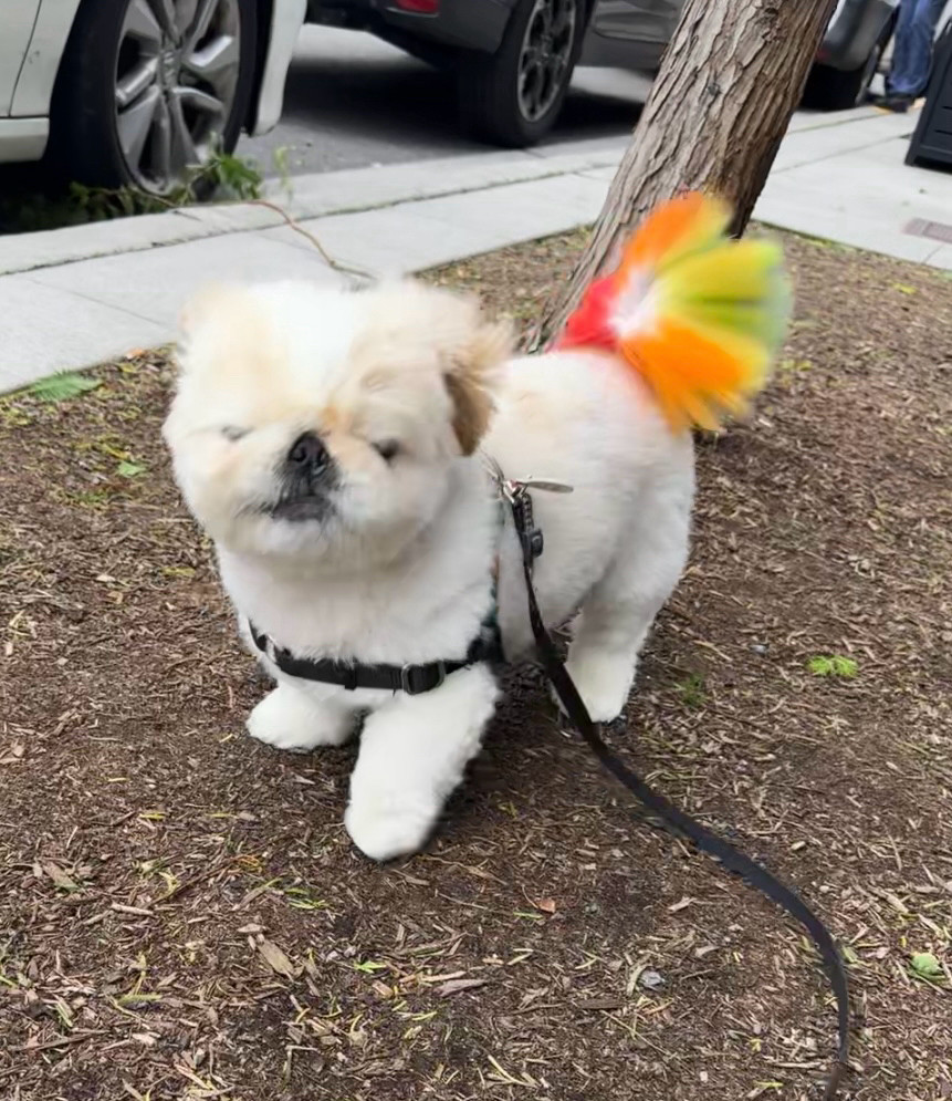 a white pekingese dog outside in a windstorm. his eyes are closed and his ears are back in a gust of wind. his rainbow tail is also being blown back by the wind.