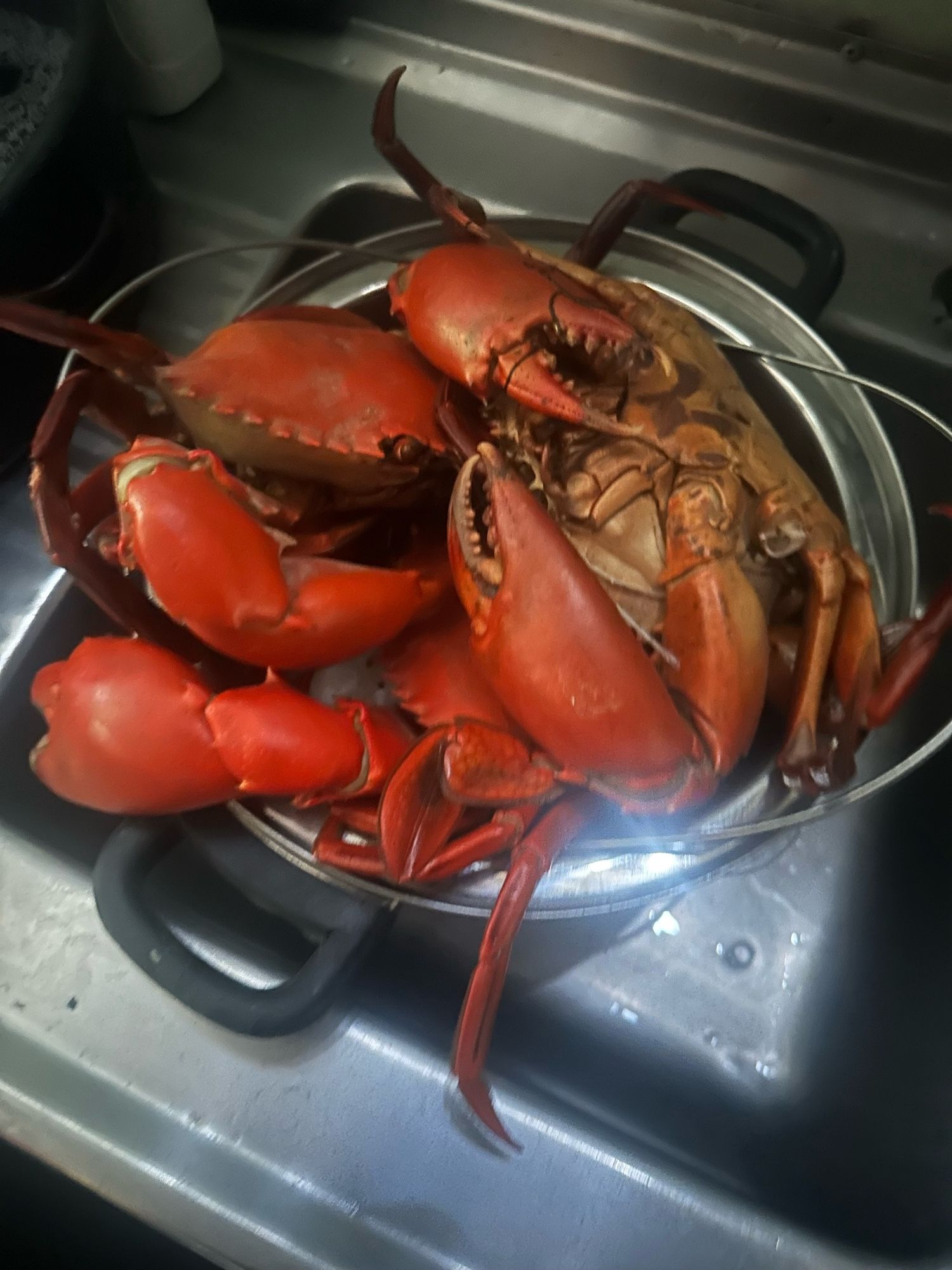 Mud crabs in a pot in the sink