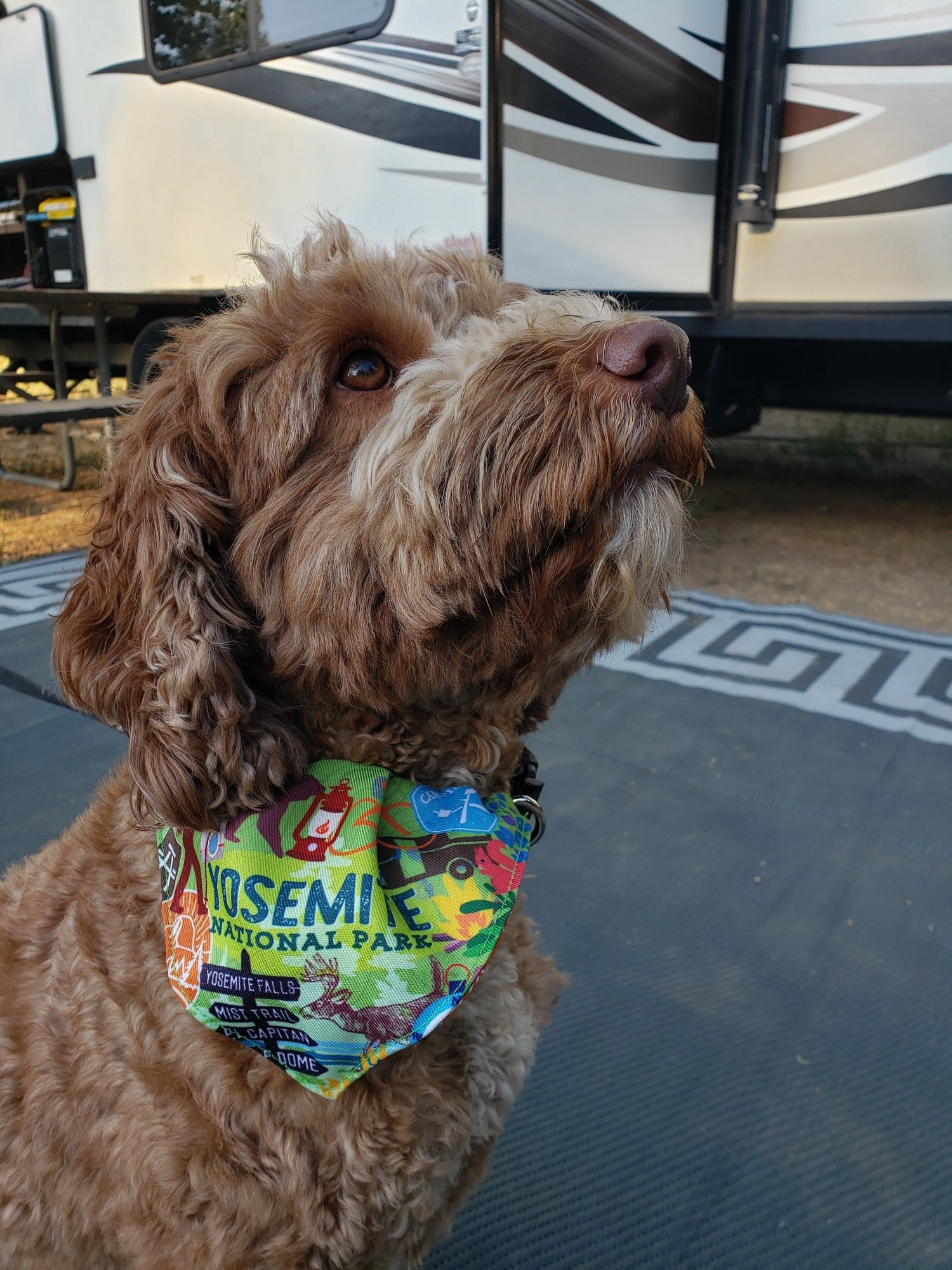 Dog with Yosemite scarf around his neck