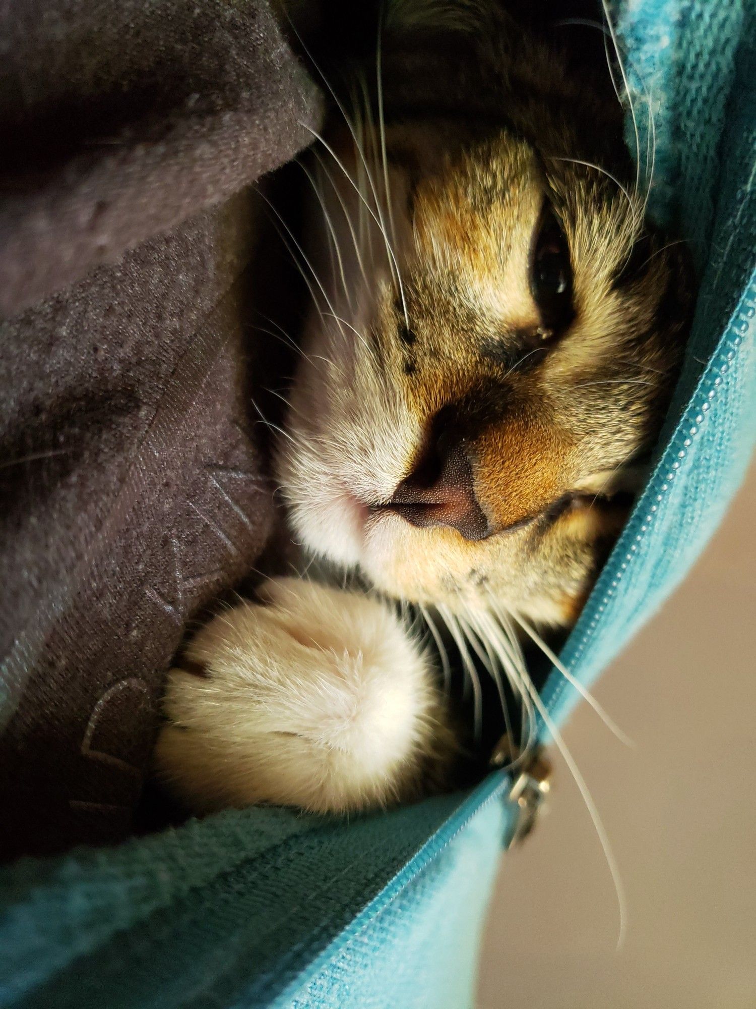 Cat peeking out of hoodie