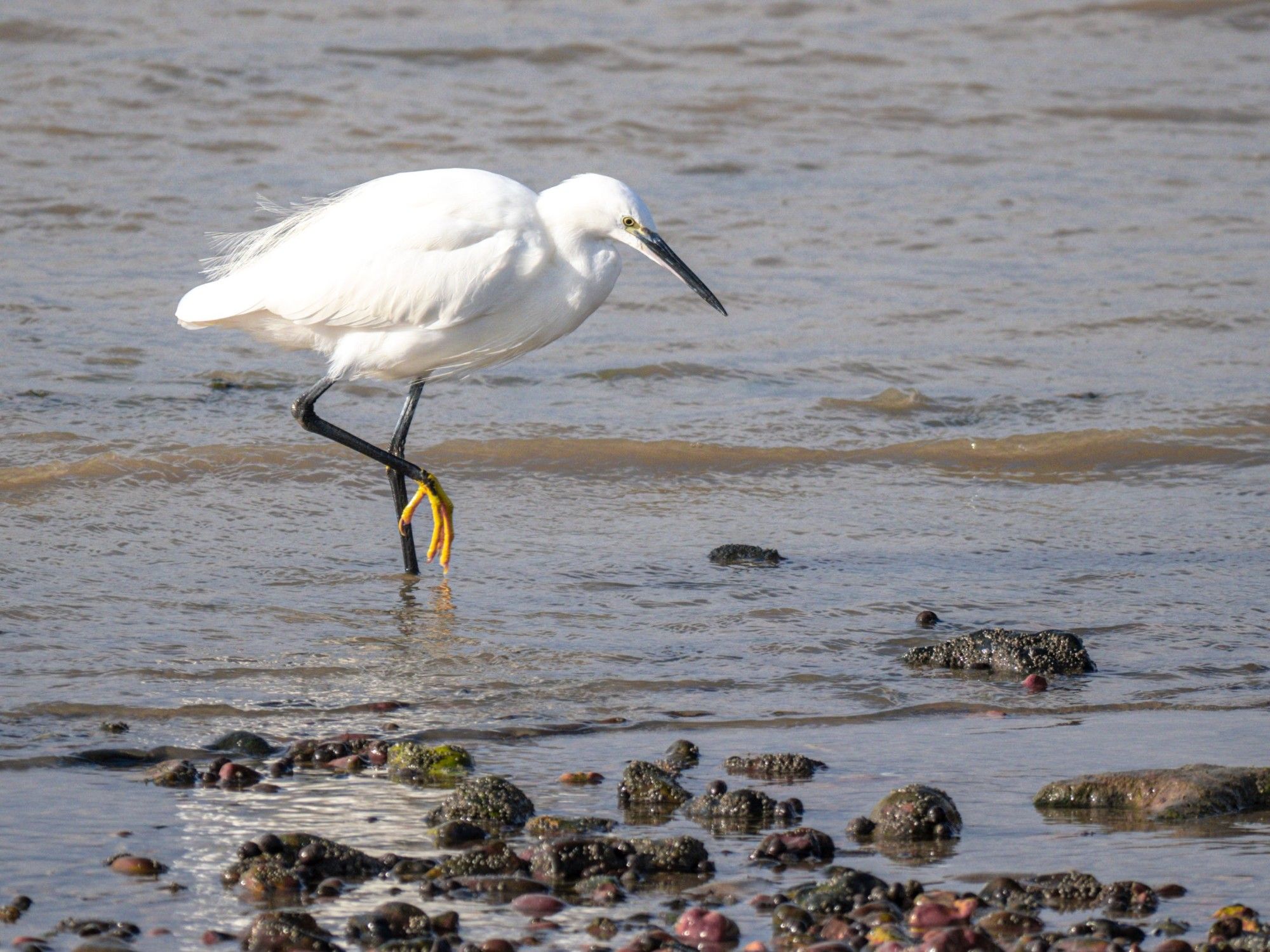 Little Egret is feeding at Seasalter on an outgoing tide.