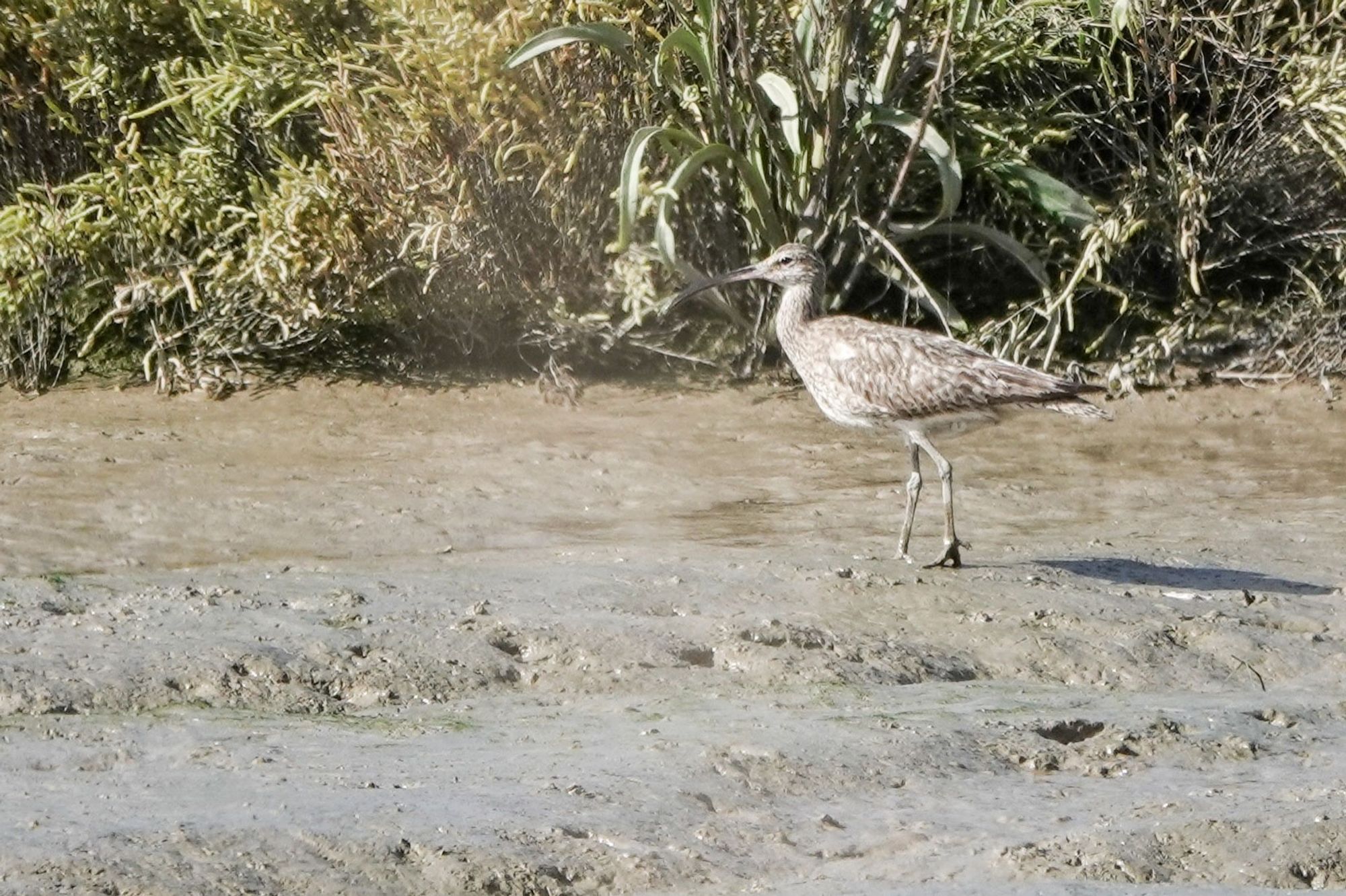 Whimbrel feeding on exposed creek mudflat