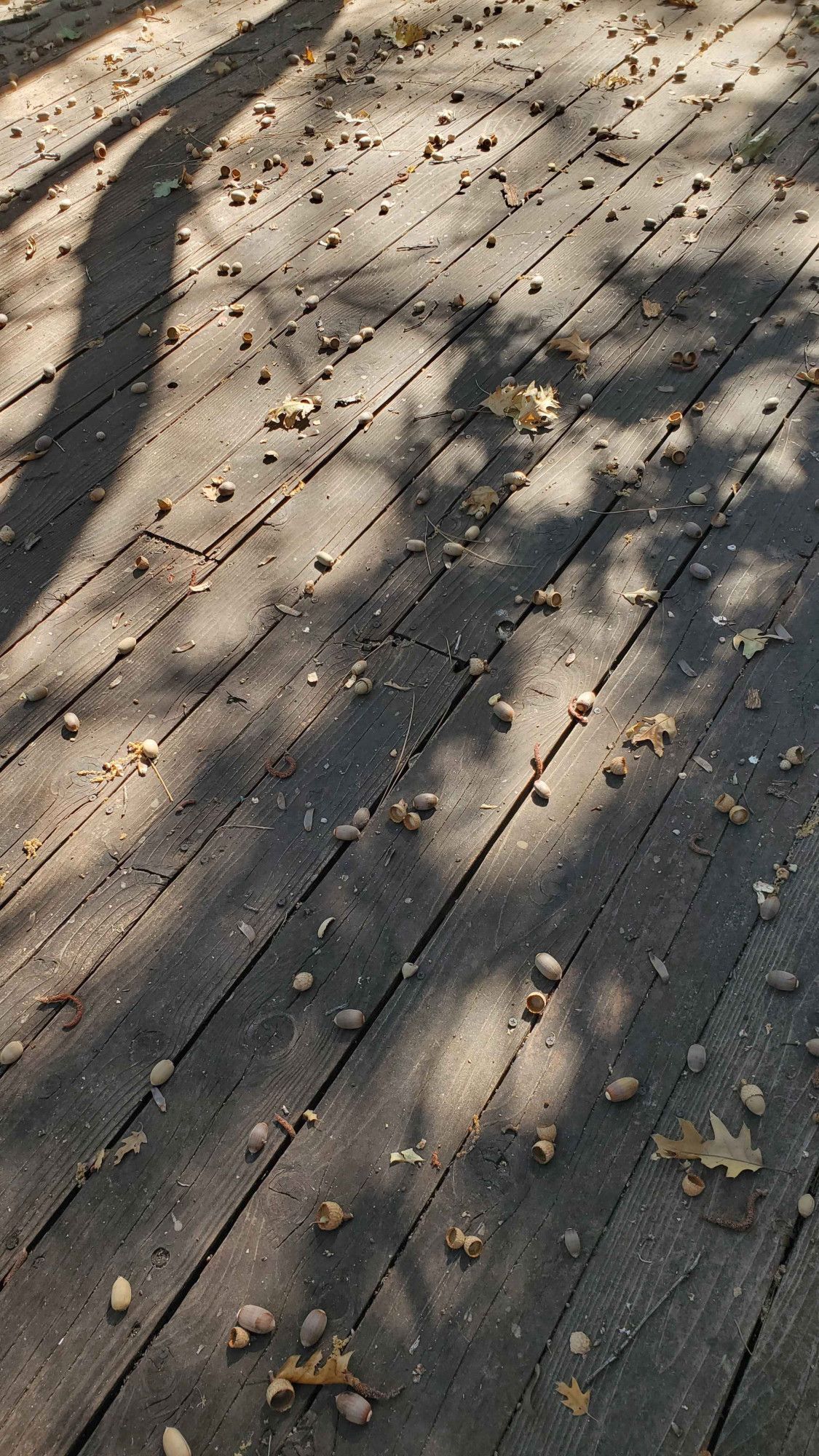 Wood deck covered in dozens of acorns, and the shadow of the oak tree.