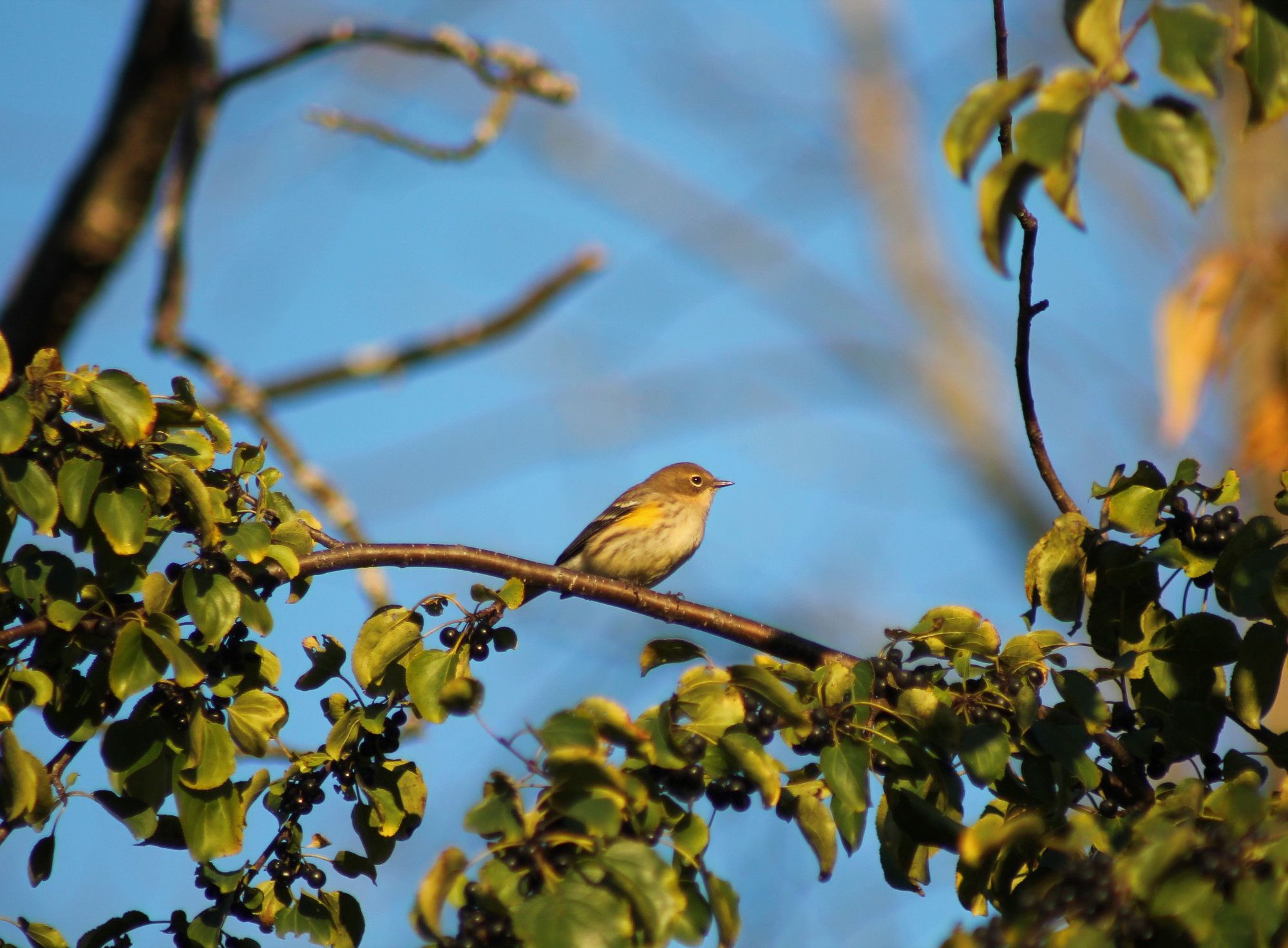 A small bird perched on a branch, dark berries and green leaves below and beside them, blue sky and blurred branches above and behind. The bird has a light brown head and white eye ring, a lightly streaked cream breast with a faint yellow spot up near their wing, which is difficult to quite make out in the deep yellow light of the setting sun. Their wings are darker, with white bands on them.