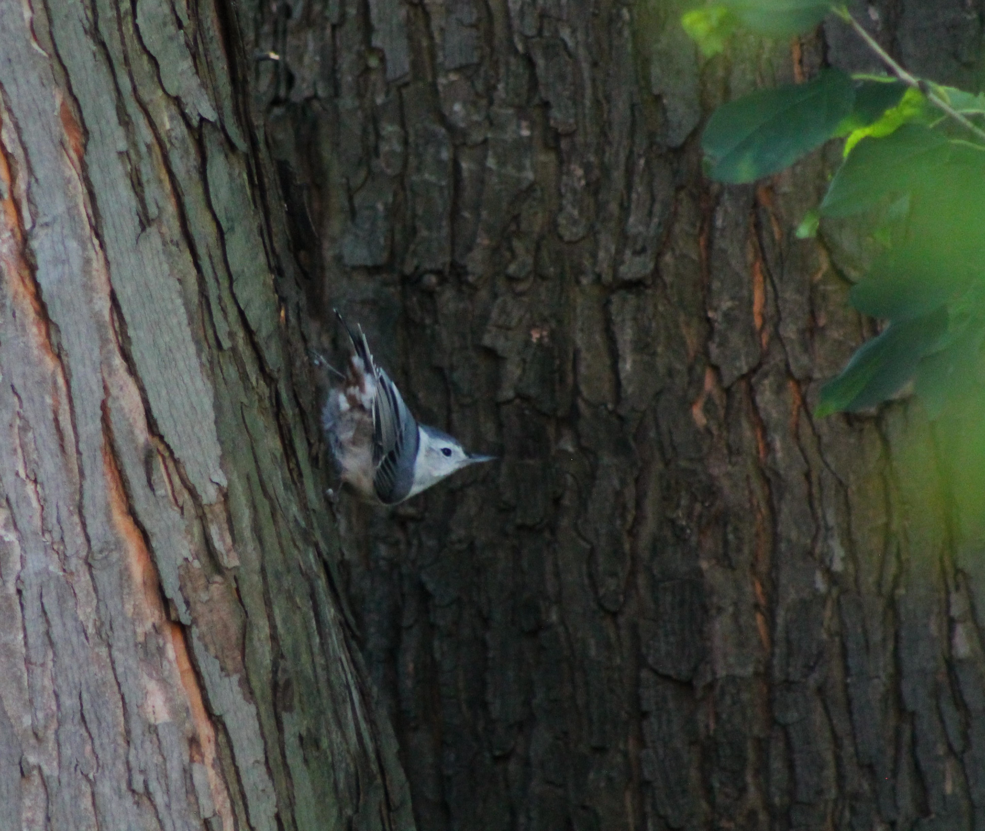 A white-breasted nuthatch, their butt facing the camera, legs splayed widely to firmly grip the side of the tree trunk they're attached to, head in profile and beak straight, as they pause in a classic nuthatch pose.