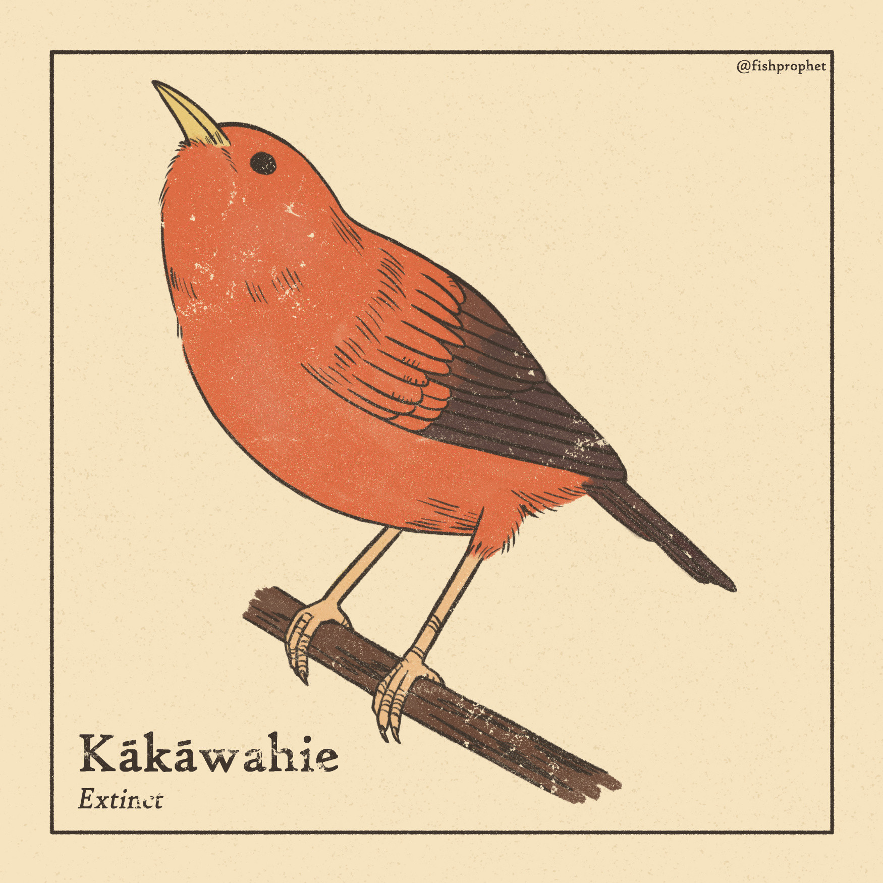 An orange-red bird with black wings perched on a branch. The bottom left text says "Kākāwahie, Extinct".