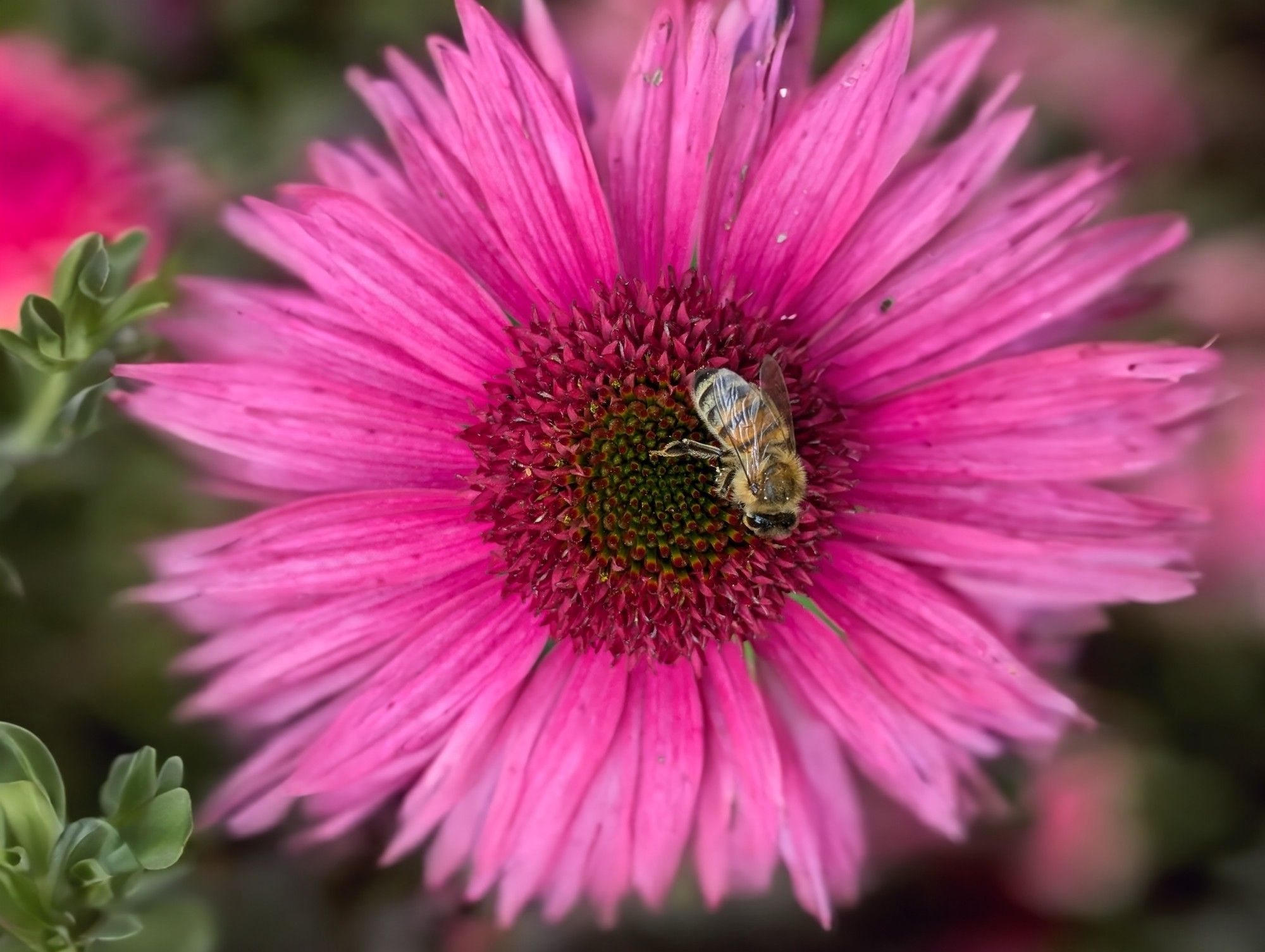 Eine Biene sitzt inmitten auf der formatfüllend abgebildeten, pinkfarbenen Blüte einer Echinacea Sun Magic.