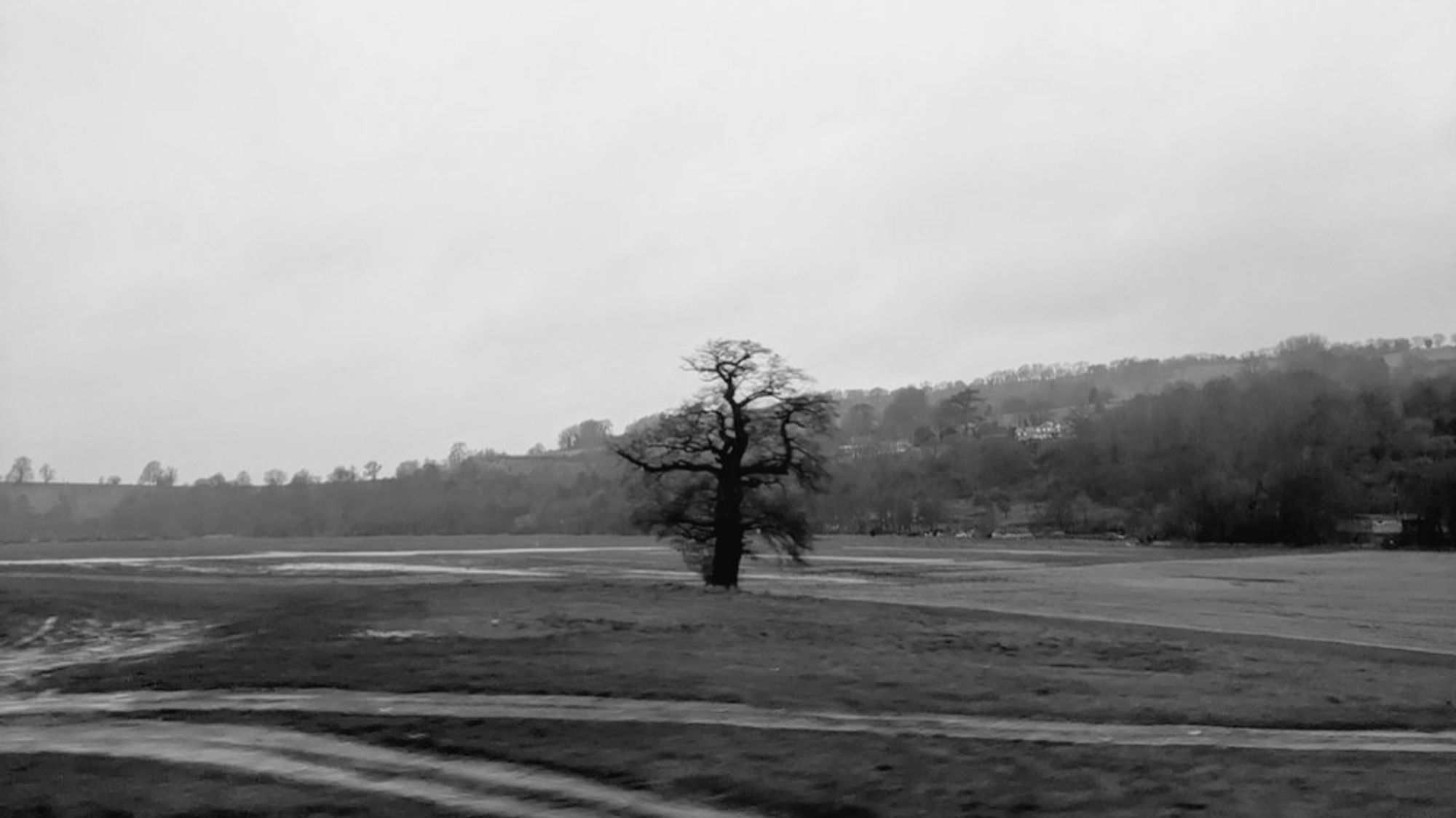 A lone tree in silhouette in a field on a grey day.