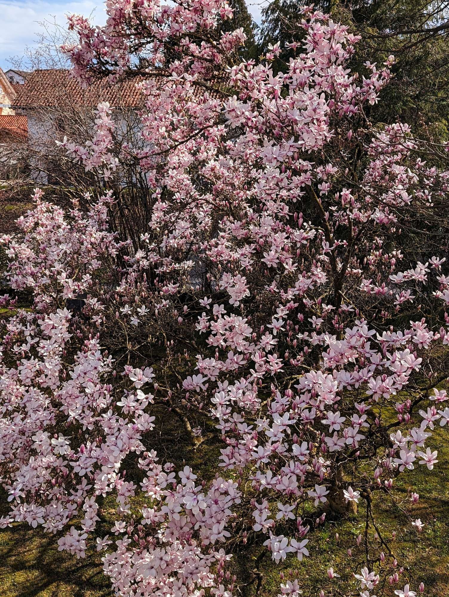 Eine ca. 3 Meter hohe Magnolie, die in voller Blüte steht