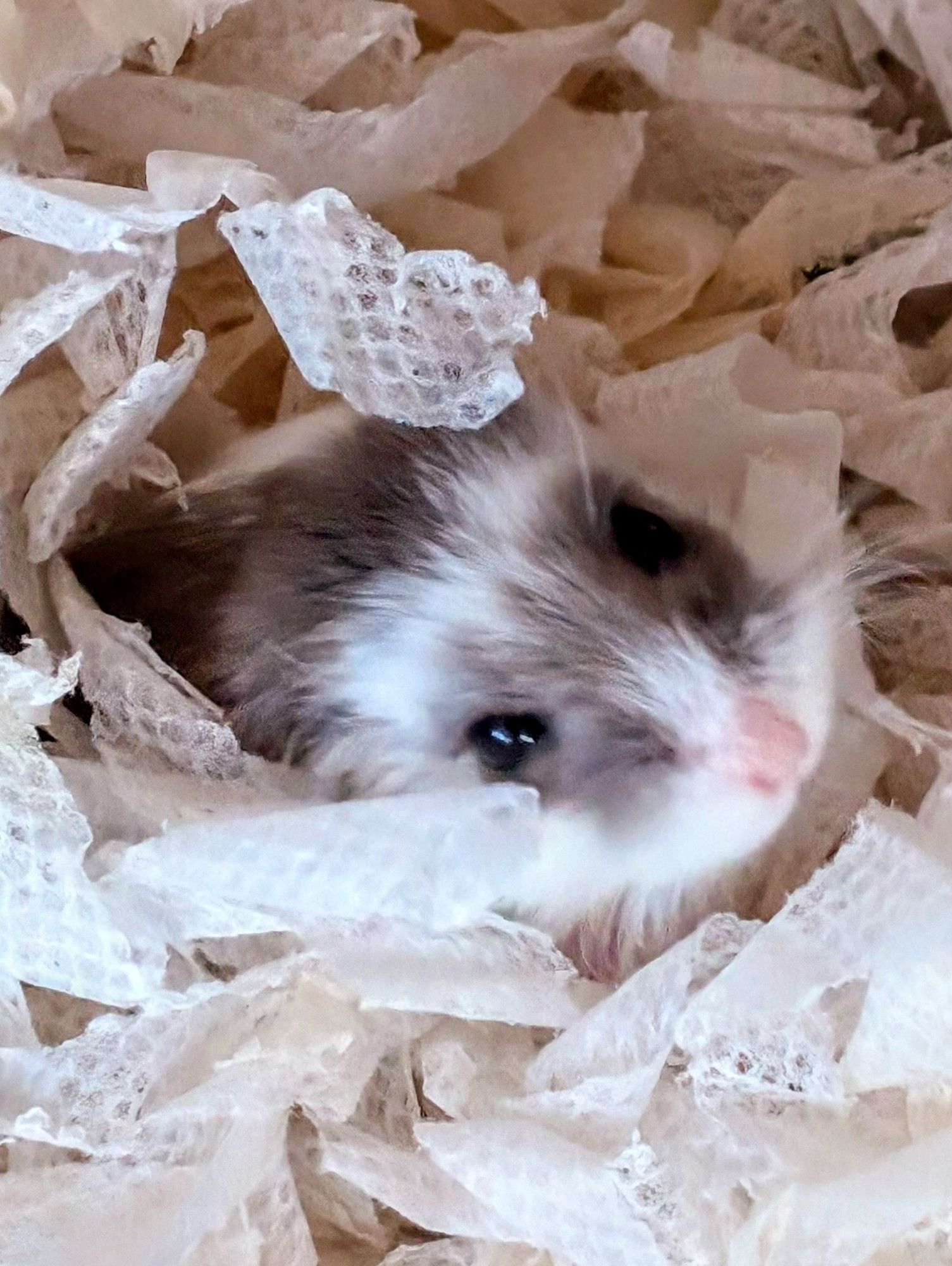 Ein Roborowski Hamsterkopf guckt zwischen dem Papierschnipsel Nest hervor