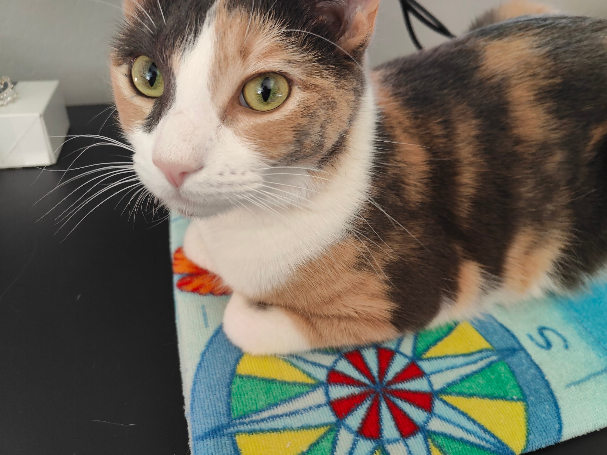 Sif the orange and black striped cat sits on a folded beach towel.