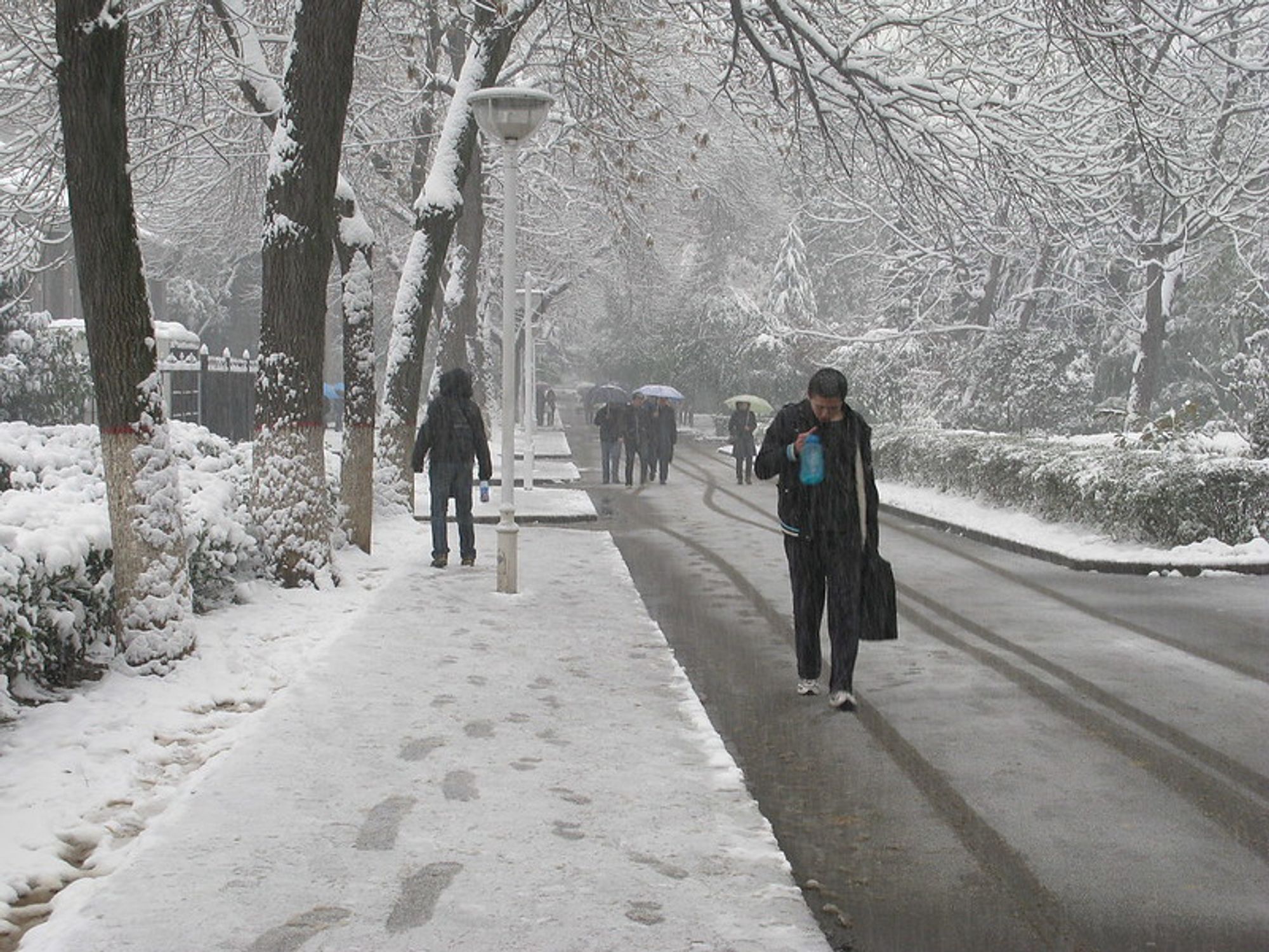 In this photo taken at Shaanxi Normal University, students wearing coats and jackets—some carrying umbrellas—trudge along a snow-dusted road. All around them, the ground, trees, and bushes are covered with a thick blanket of snow.