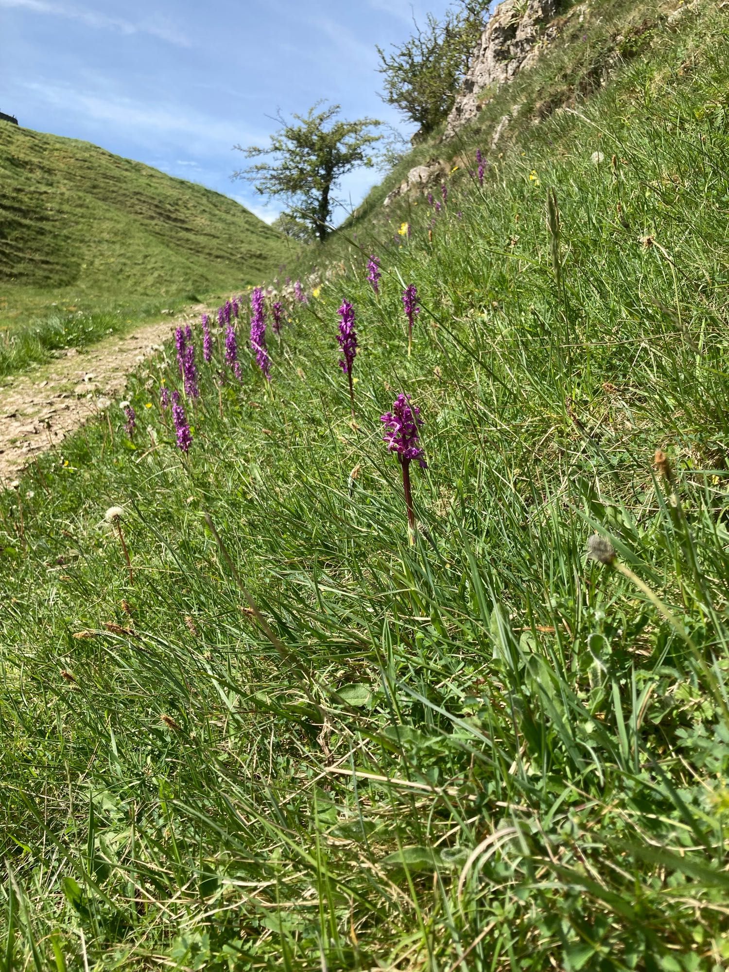 View up Tansleydale showing purple orchids blooming beside the path