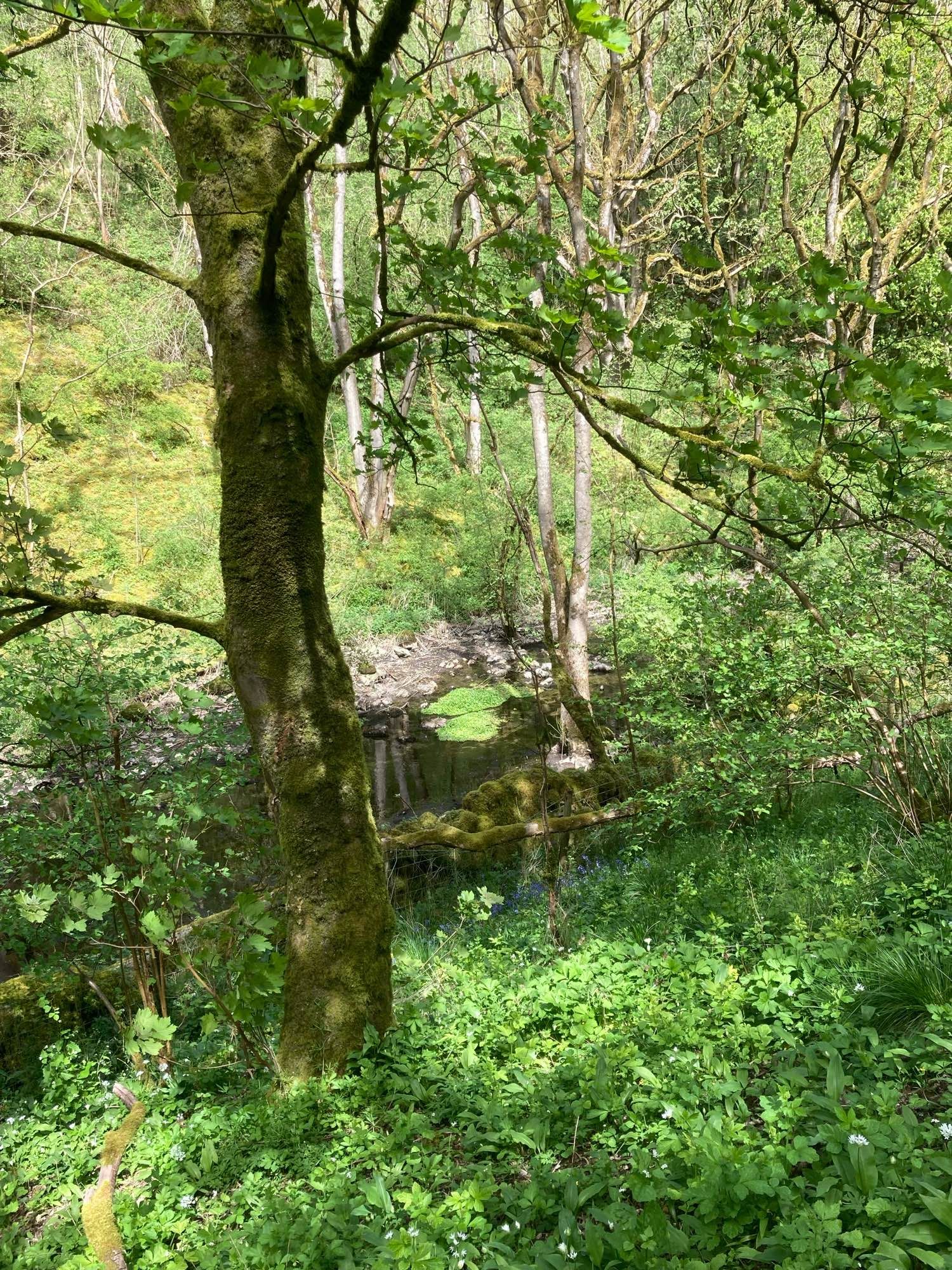 Lush green wild garlic and trees on banks beside brook. Dappled sunlight catching the moss on tree trunks and stones