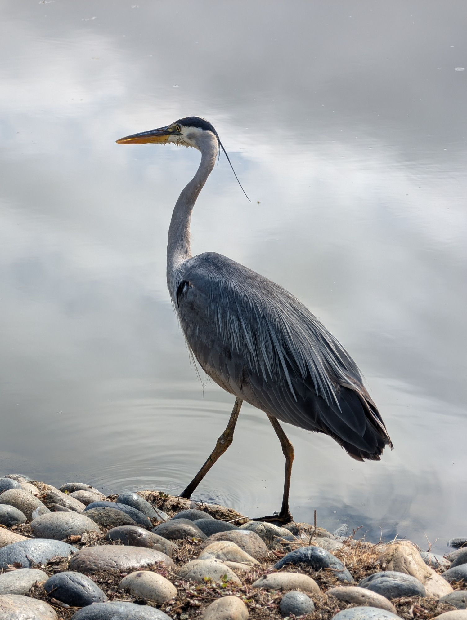 A Great Blue Heron, at the edge of a lagoon, the morning clouds reflected in the calm water in the background.  Large round rocks at the edge on the water, the very tall water bird is just in the water - left eye on passing people and runners, right eye looking out for breakfast.