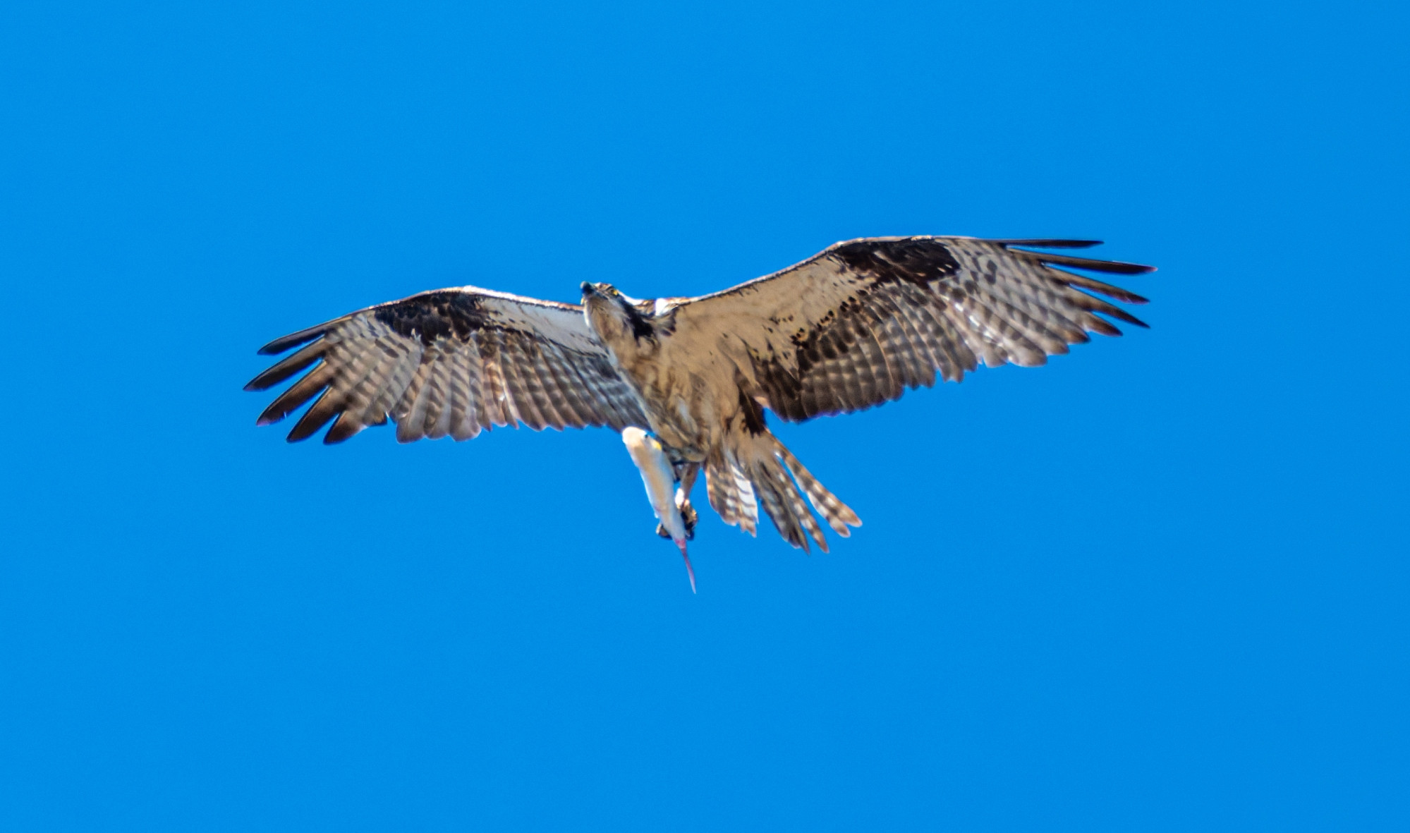 An Osprey carrying a fish it has just cuaght in the bay.  This was quite a way from the water, 1/2 mile or so, and 500+ft up - the Osprey was headed even higher.  Large water eagle with brown and white markings, white leading edge under the wings, brown patches mid wing, banded backs to the wings and the tail.  Blue sky.