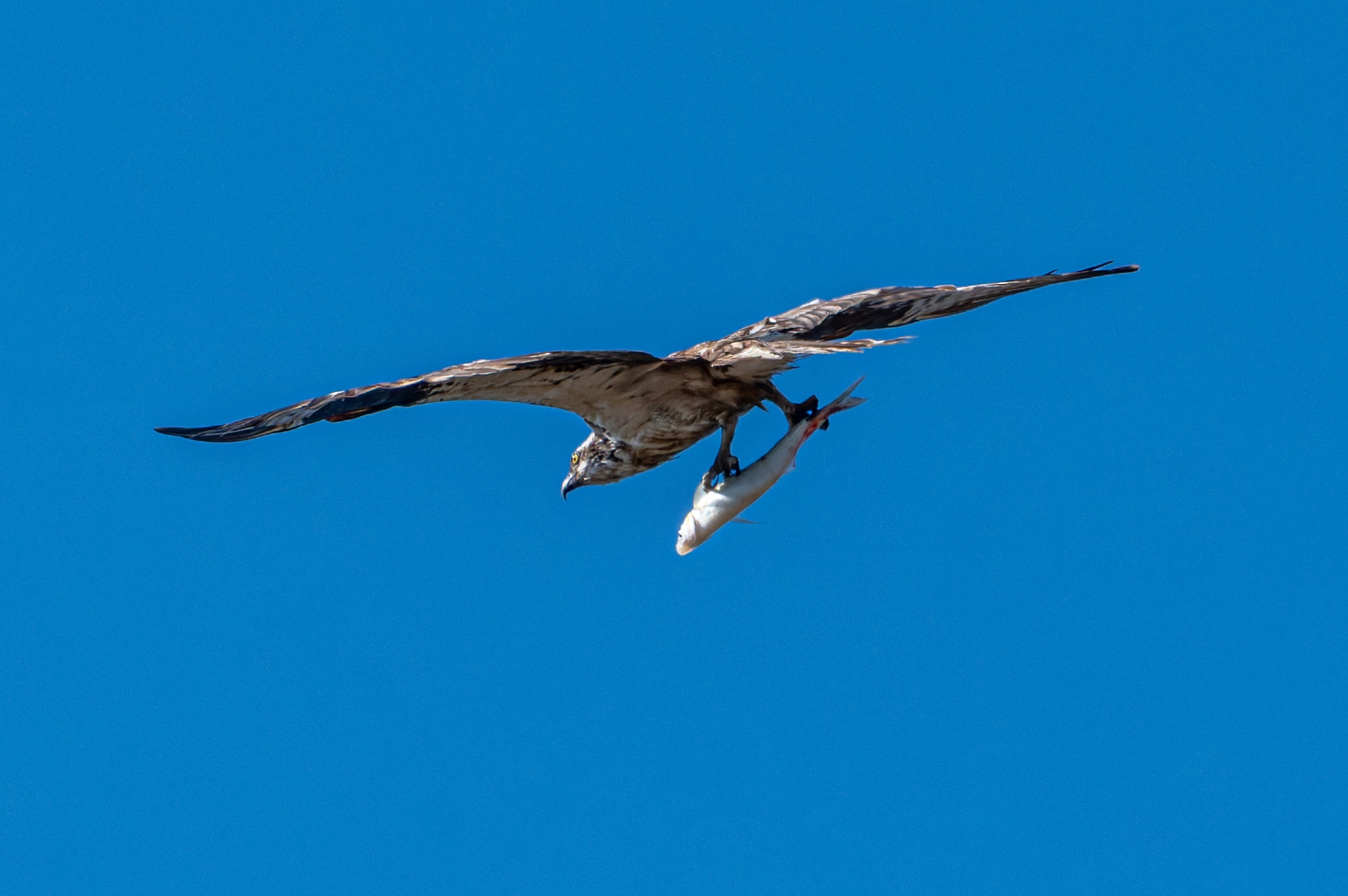 An Osprey carrying a fish it has just cuaght in the bay.  This was quite a way from the water, 1/2 mile or so, and 500+ft up - the Osprey was headed even higher.  Large water eagle with brown and white markings, white leading edge under the wings, brown patches mid wing, banded backs to the wings and the tail.  Blue sky.