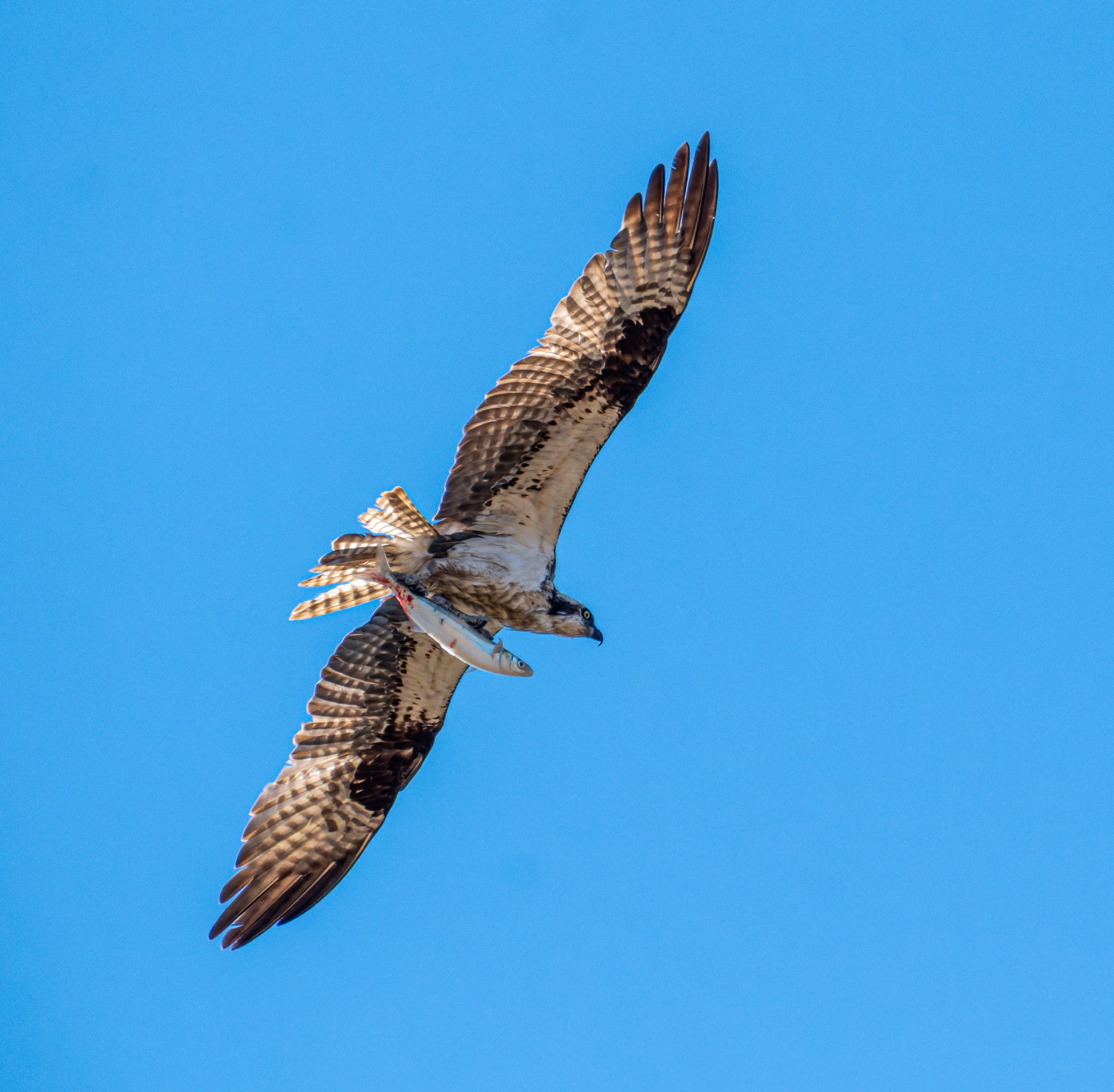 An Osprey carrying a fish it has just cuaght in the bay.  This was quite a way from the water, 1/2 mile or so, and 500+ft up - the Osprey was headed even higher.  Large water eagle with brown and white markings, white leading edge under the wings, brown patches mid wing, banded backs to the wings and the tail.  Blue sky.
