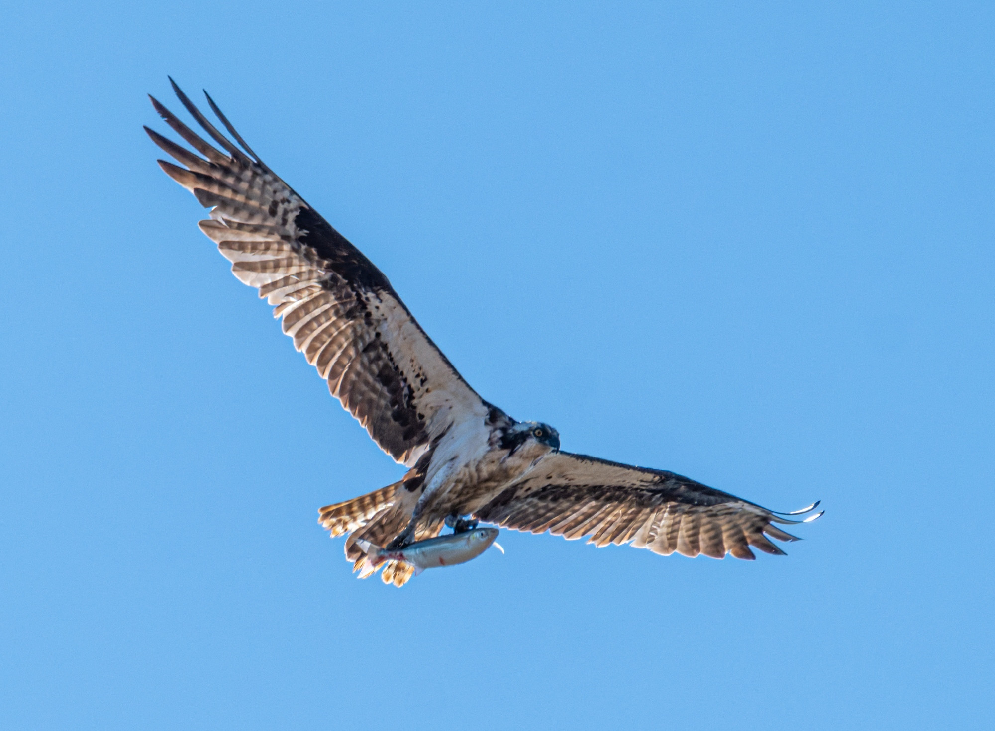 An Osprey carrying a fish it has just cuaght in the bay.  This was quite a way from the water, 1/2 mile or so, and 500+ft up - the Osprey was headed even higher.  Large water eagle with brown and white markings, white leading edge under the wings, brown patches mid wing, banded backs to the wings and the tail.  Blue sky.