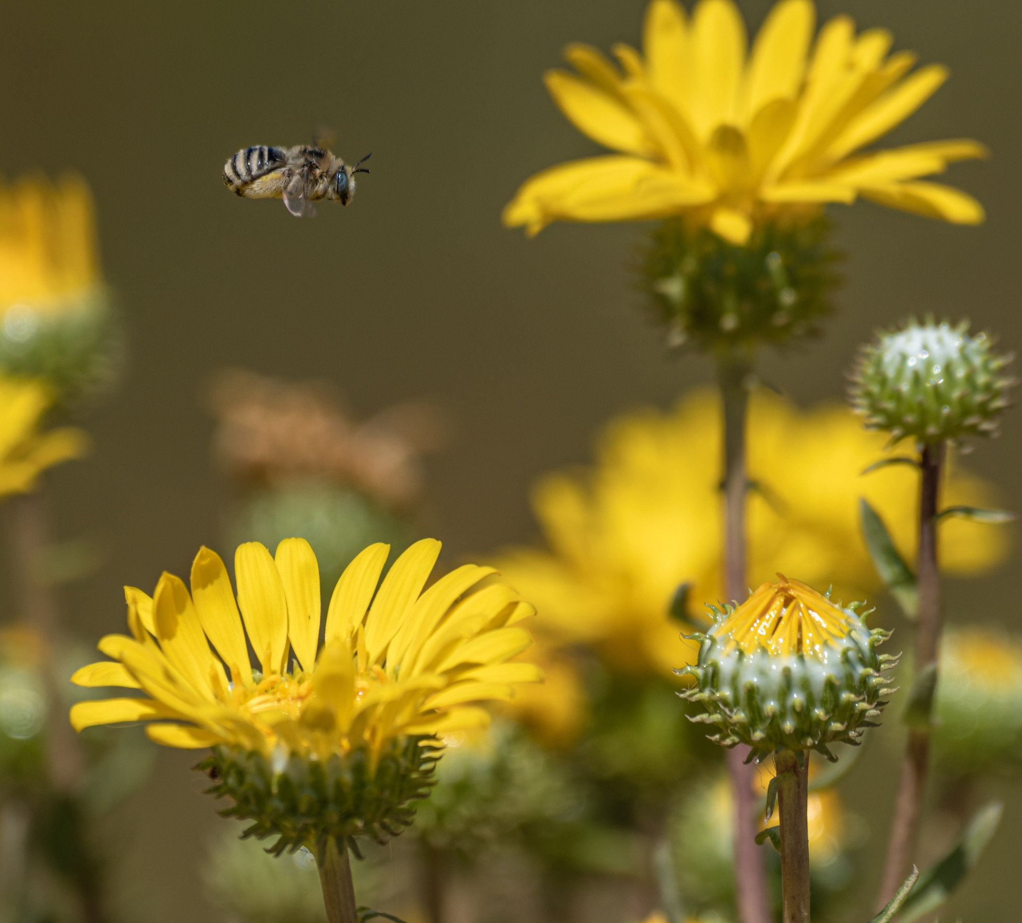 A Bee flies over a yellow flower they have just visited on the left of frame. The flowers have long yellow petals and green spiky surrounds on the ones that have yet to open.  One part open in right foreground.  Out of focus bigger flower top at the back right.