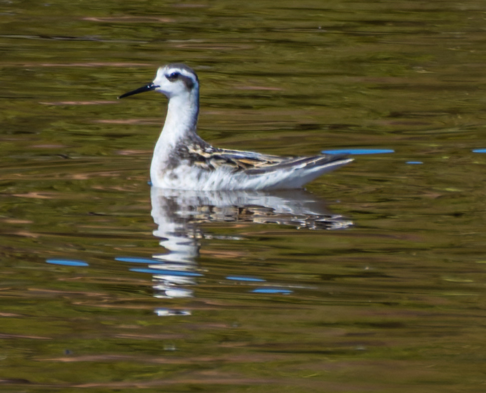 A juvenile Red-necked Phalarope, on quite calm water, some ripples around it.  A small shorebird and the juvenile light coloured, grey and light cream/brown on the back, white neck and face - with a black patch behind the eye and over the head.  A pointed bill.