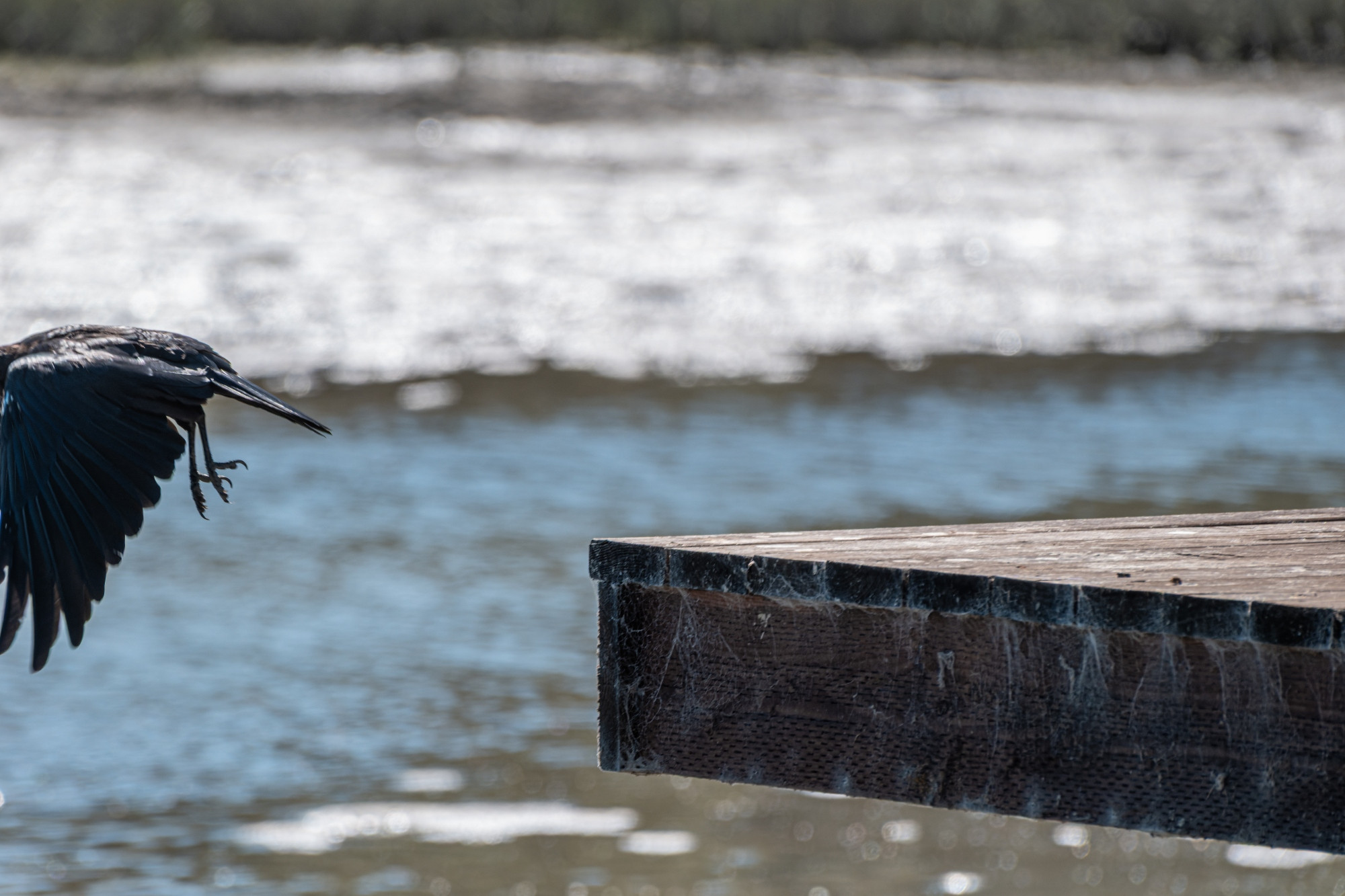 An American Crow, just taken off from a deck and going off the edge of the frame - just wings and trailing feet and tail visible.  Deck in focus, with spiders webs over the edge, water and mud of a creek out of focus in the background.