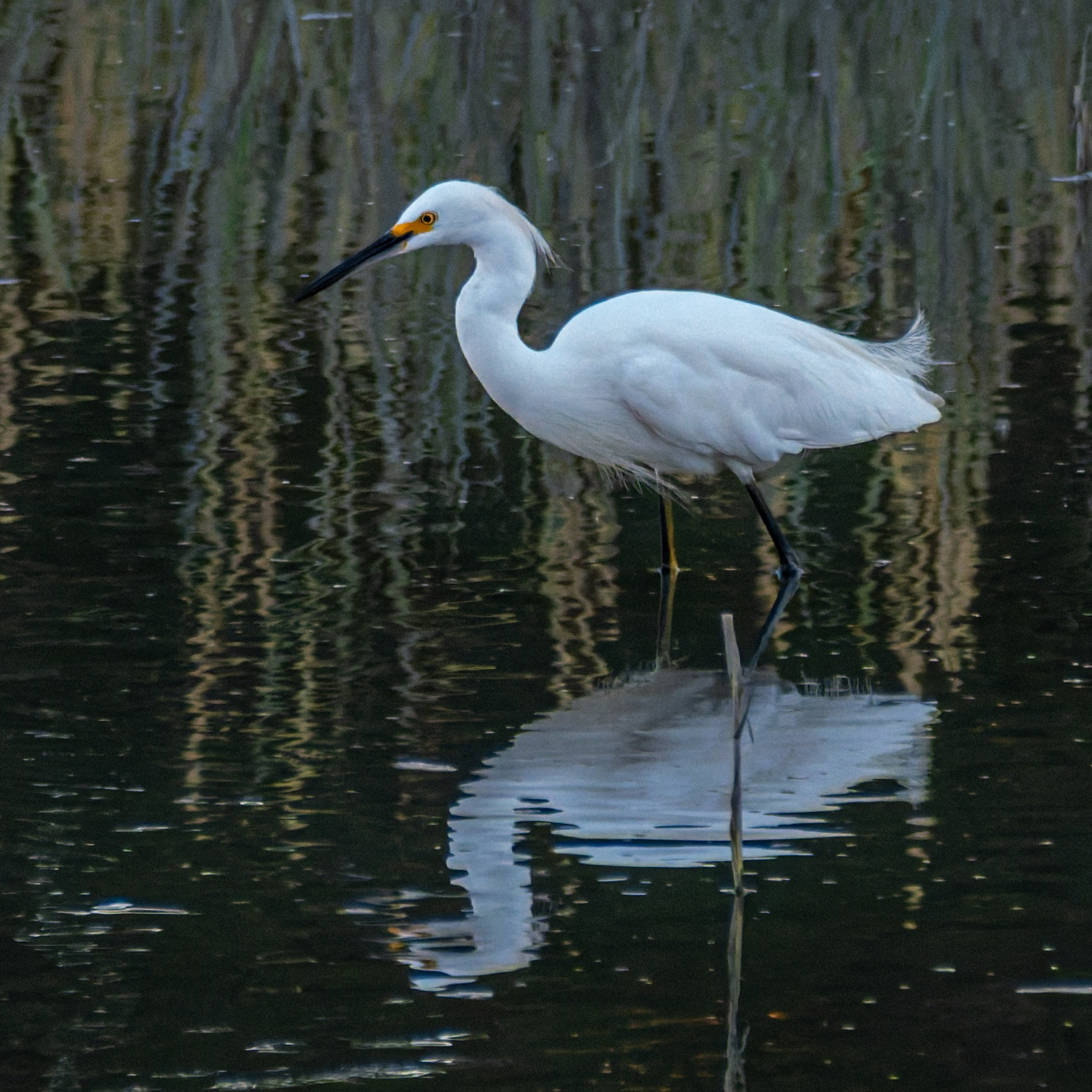 A Snowy Egret, standing in water and a shaky refelction visible in the rippled water.  Evening sun, reeds and grasses also seen in reflection in the dark water.  The white bird is in profile, looking to left of frame, long white neck in 's' shape - long black pointed bill meets the yellow colors than run into the yellow of the eye.  The feet, not seen in this picture are also yellow, and a line of yellow up the legs, just visible in the far, right leg of the bird.