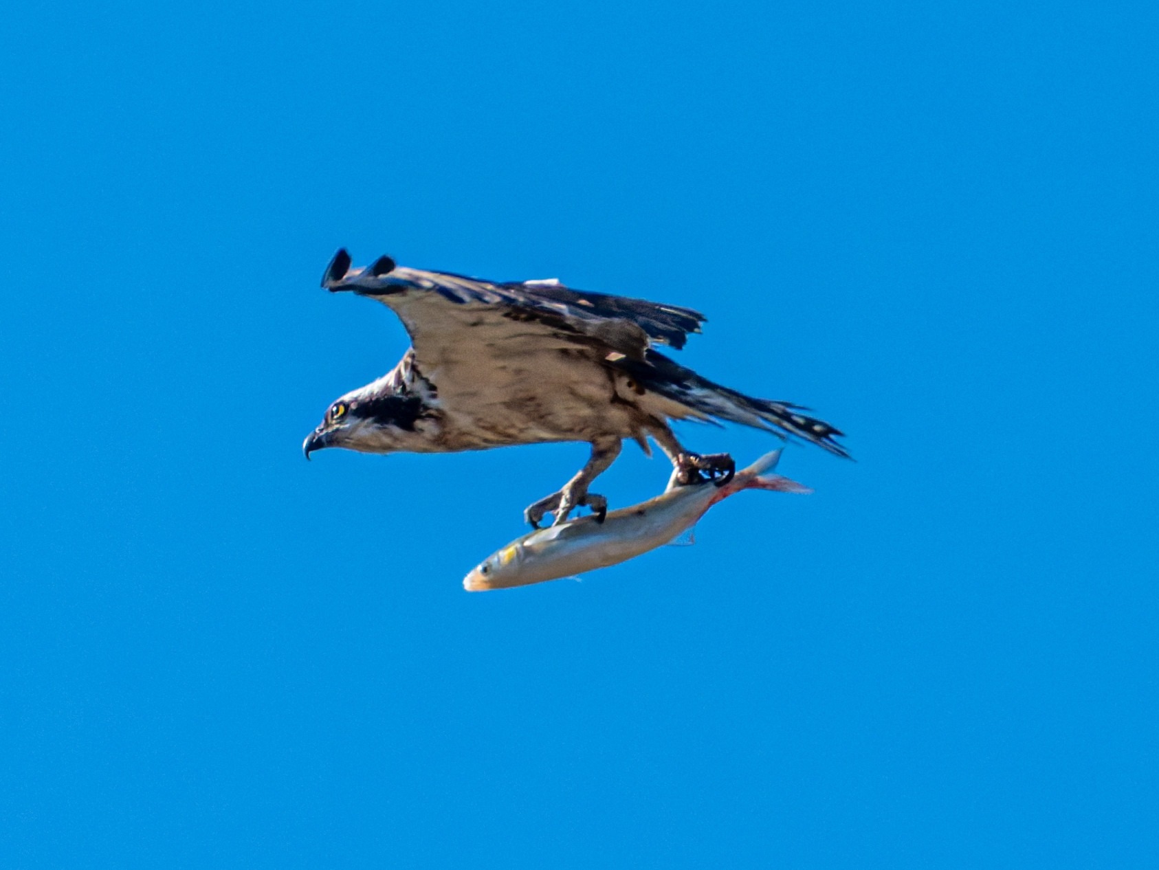 An Osprey carrying a fish it has just cuaght in the bay.  This was quite a way from the water, 1/2 mile or so, and 500+ft up - the Osprey was headed even higher.  Large water eagle with brown and white markings, white leading edge under the wings, brown patches mid wing, banded backs to the wings and the tail.  Blue sky.