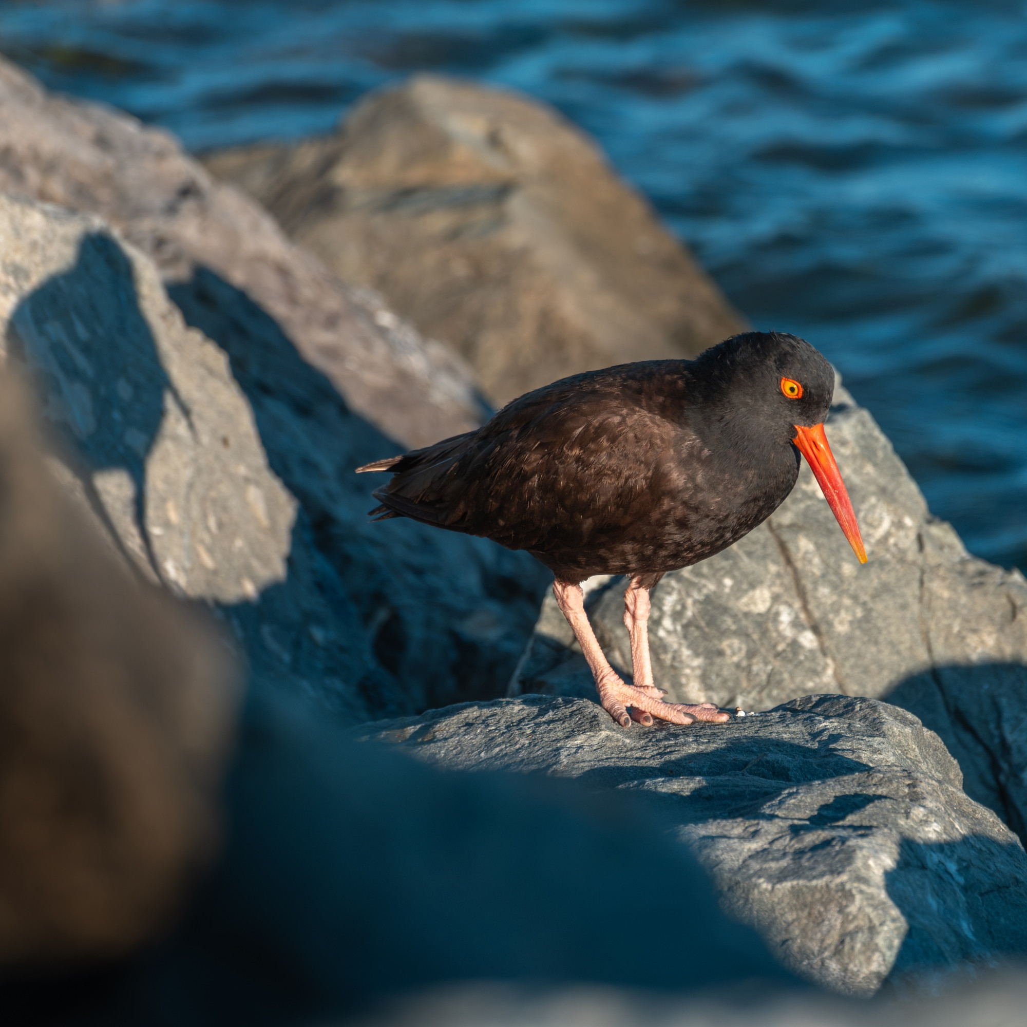 A Black Oystercatcher standing on a rock on the harbor wall, choppy water in the background - a shadow of the bird, including the long bill, can be seen on one of the other rocks behind it.  Low evening sun, so the shadow is almost level with the bird.