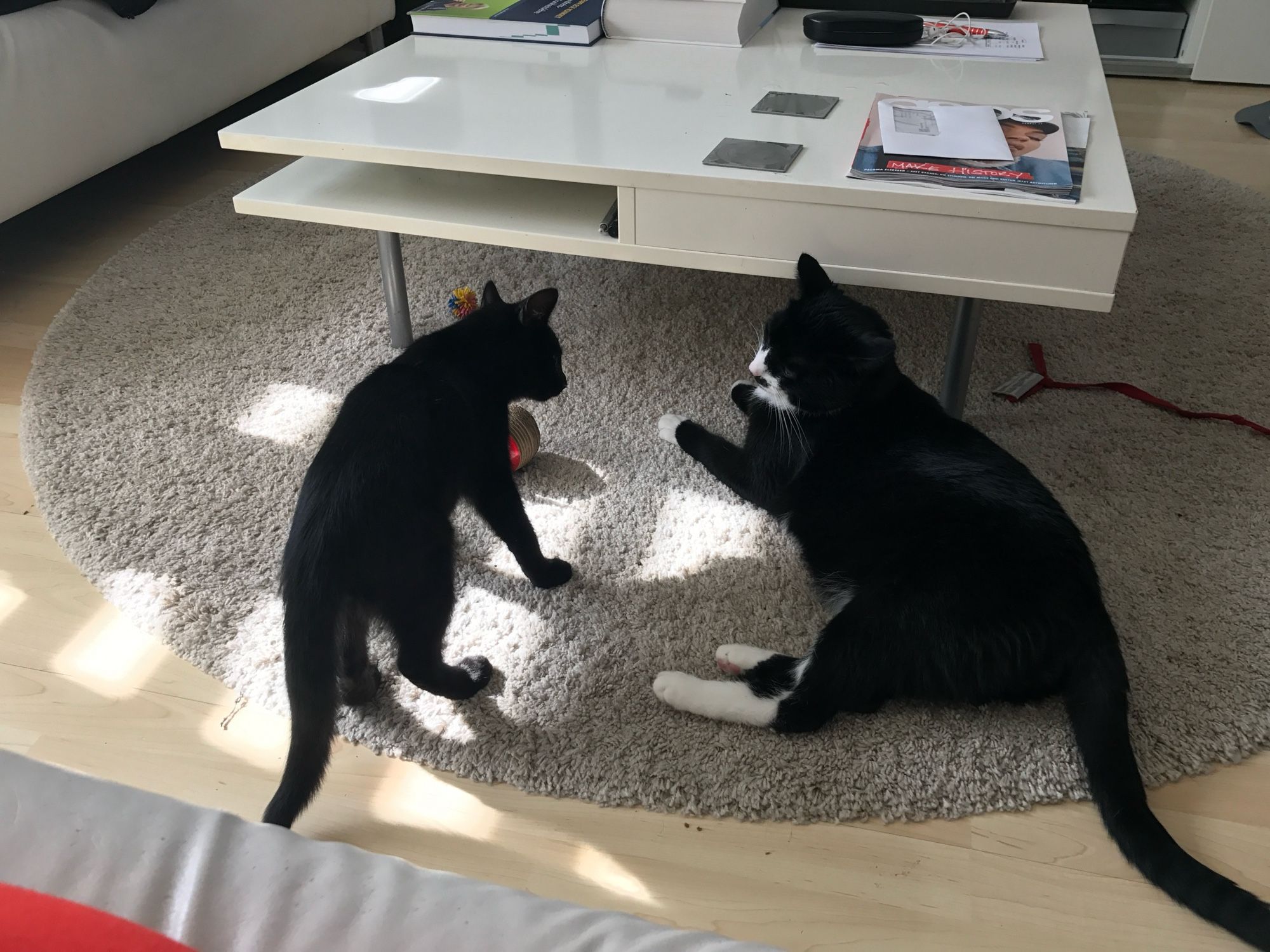 2 schwarze Kater auf dem
Teppich