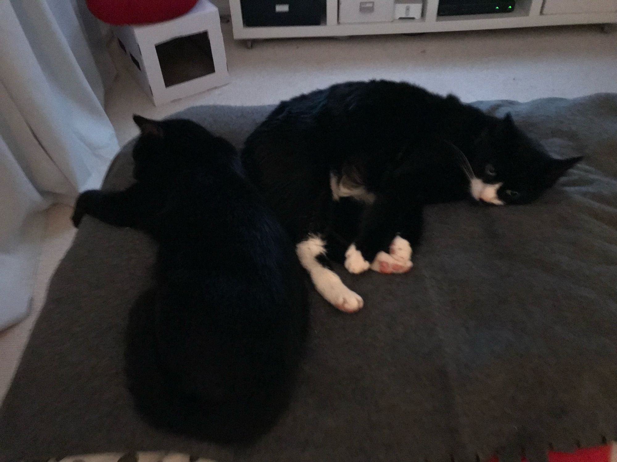 2 schwarze Kater auf dem Bett