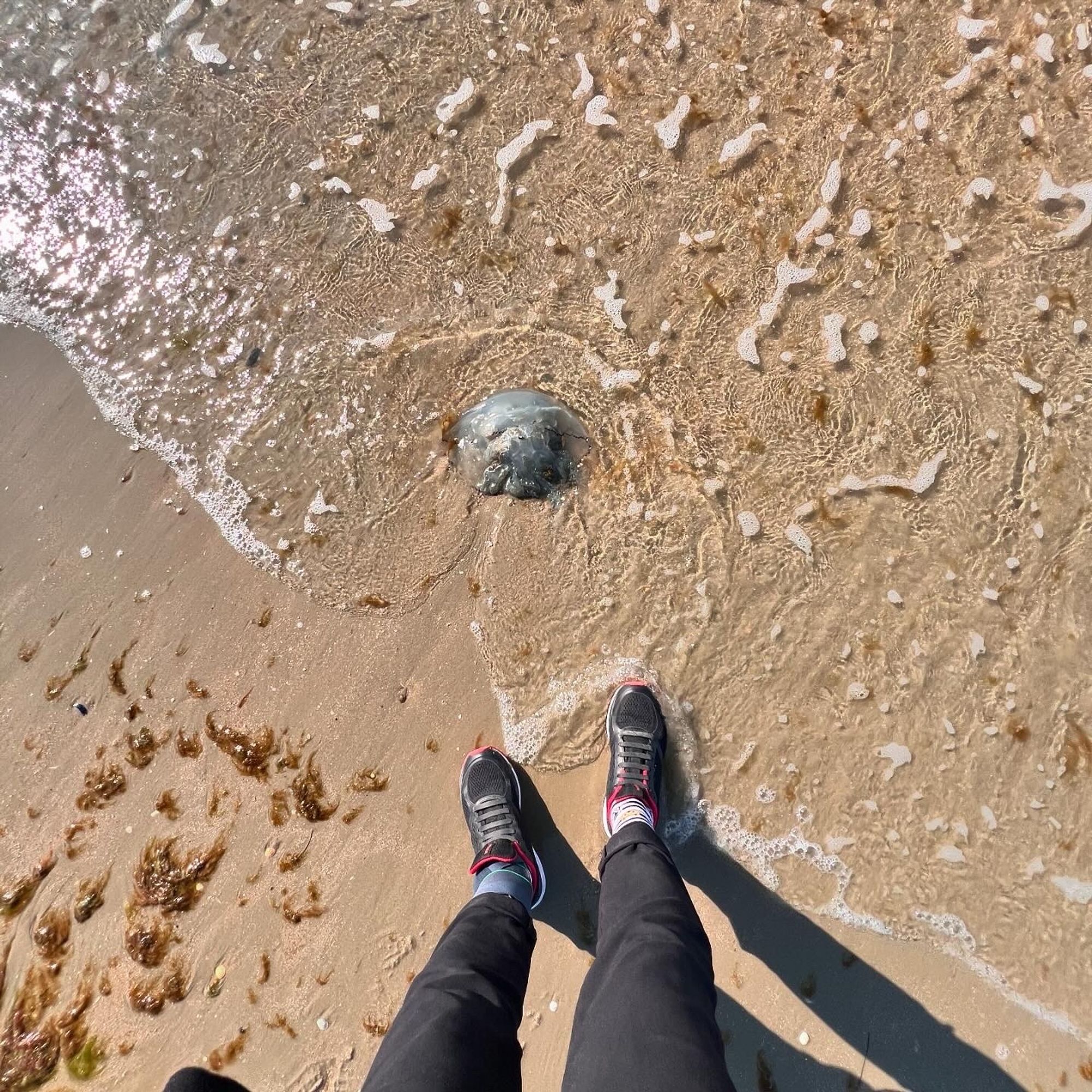 Qualle am oberen Bildrand, meine Füße in Orthese links und sneakern fast im Nordseewasser.