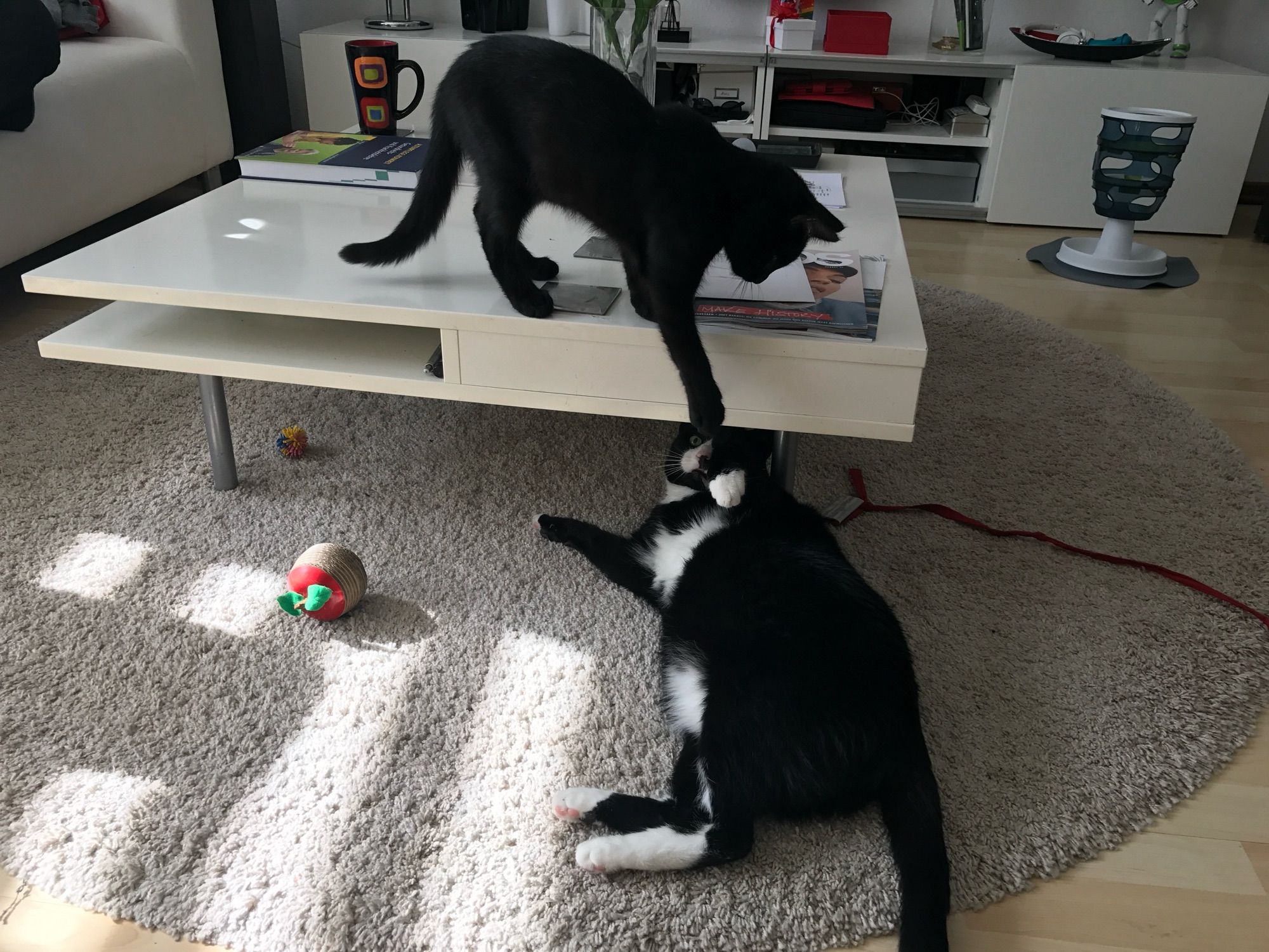 2 schwarze Kater - einer steht auf einem Couchtisch und tippt den unten liegenden auf den Kopf