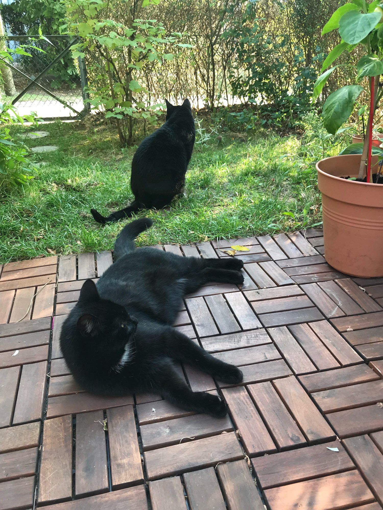 2 schwarze Kater im Garten